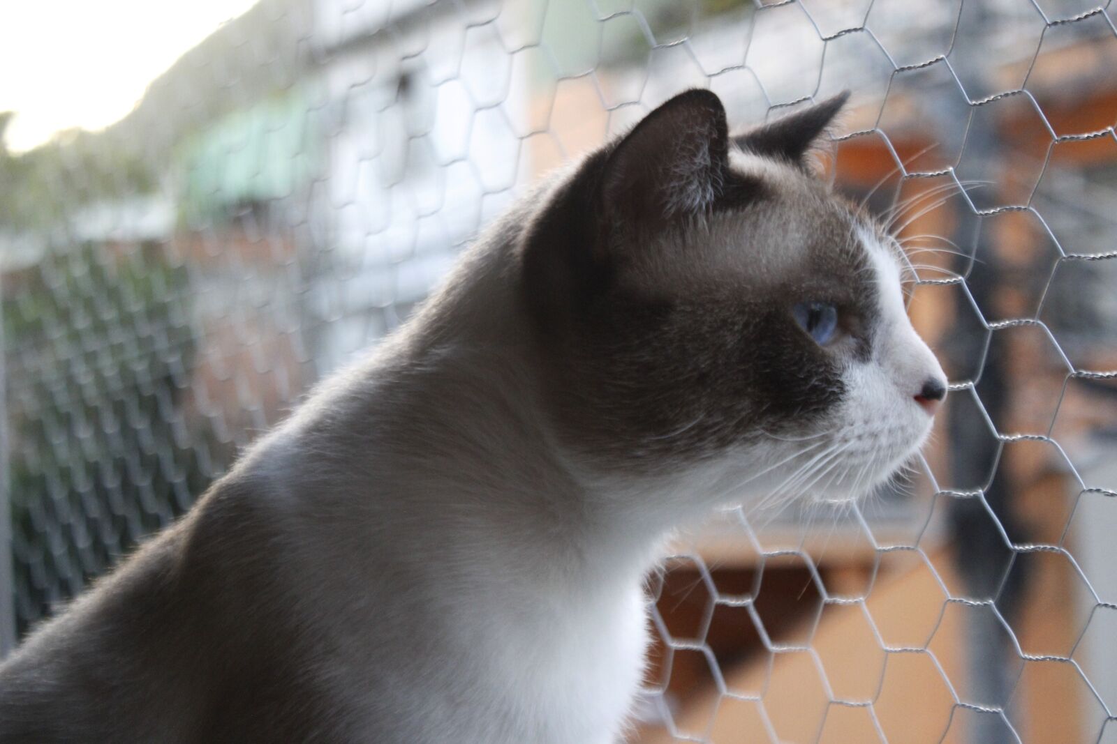 Canon EOS 600D (Rebel EOS T3i / EOS Kiss X5) sample photo. Cat, siamese, kitten photography