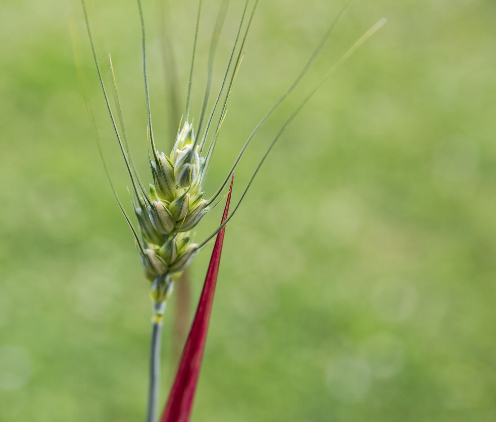 Canon EOS 80D sample photo. Barley, plant, crop photography