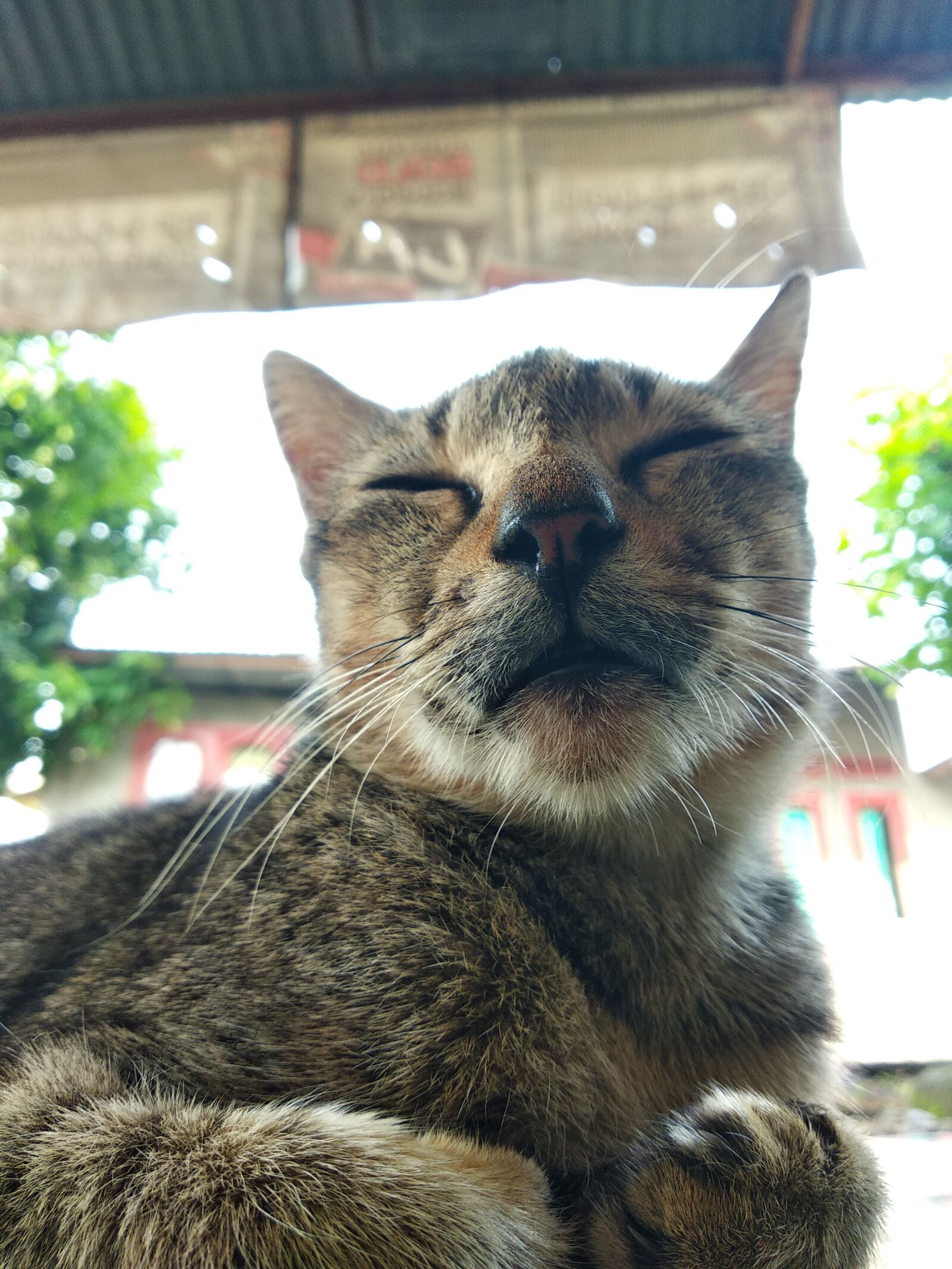 Xiaomi Redmi 5 Plus sample photo. Cute, cat, animal photography