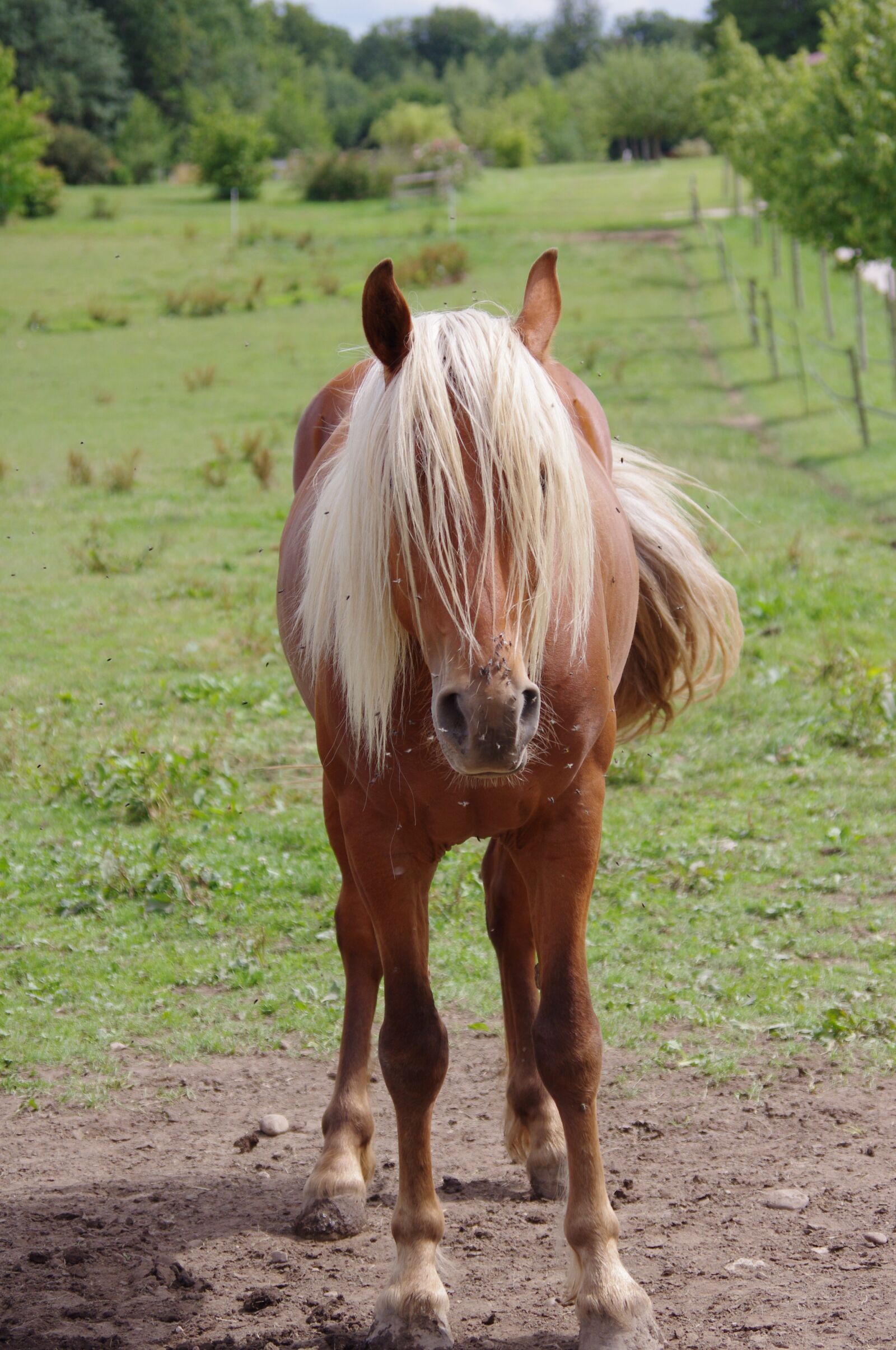 Pentax K-r sample photo. Horses, animals, horse photography