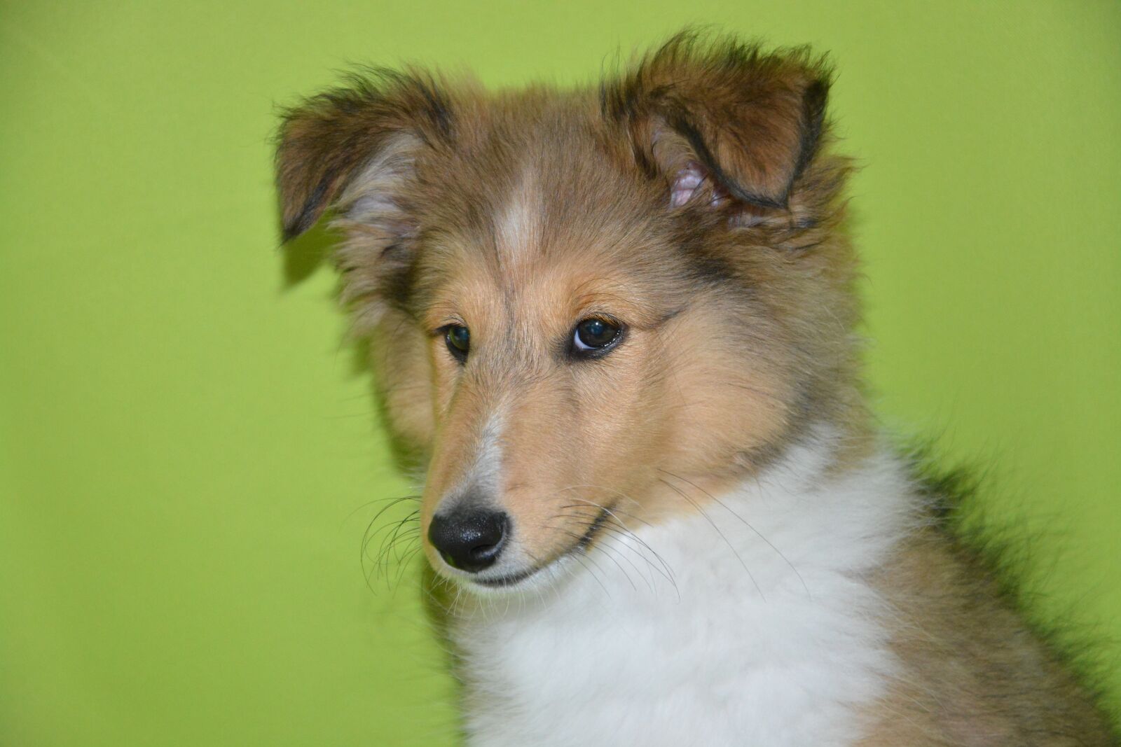 Nikon D5200 sample photo. Dog, bitch, shetland sheepdog photography