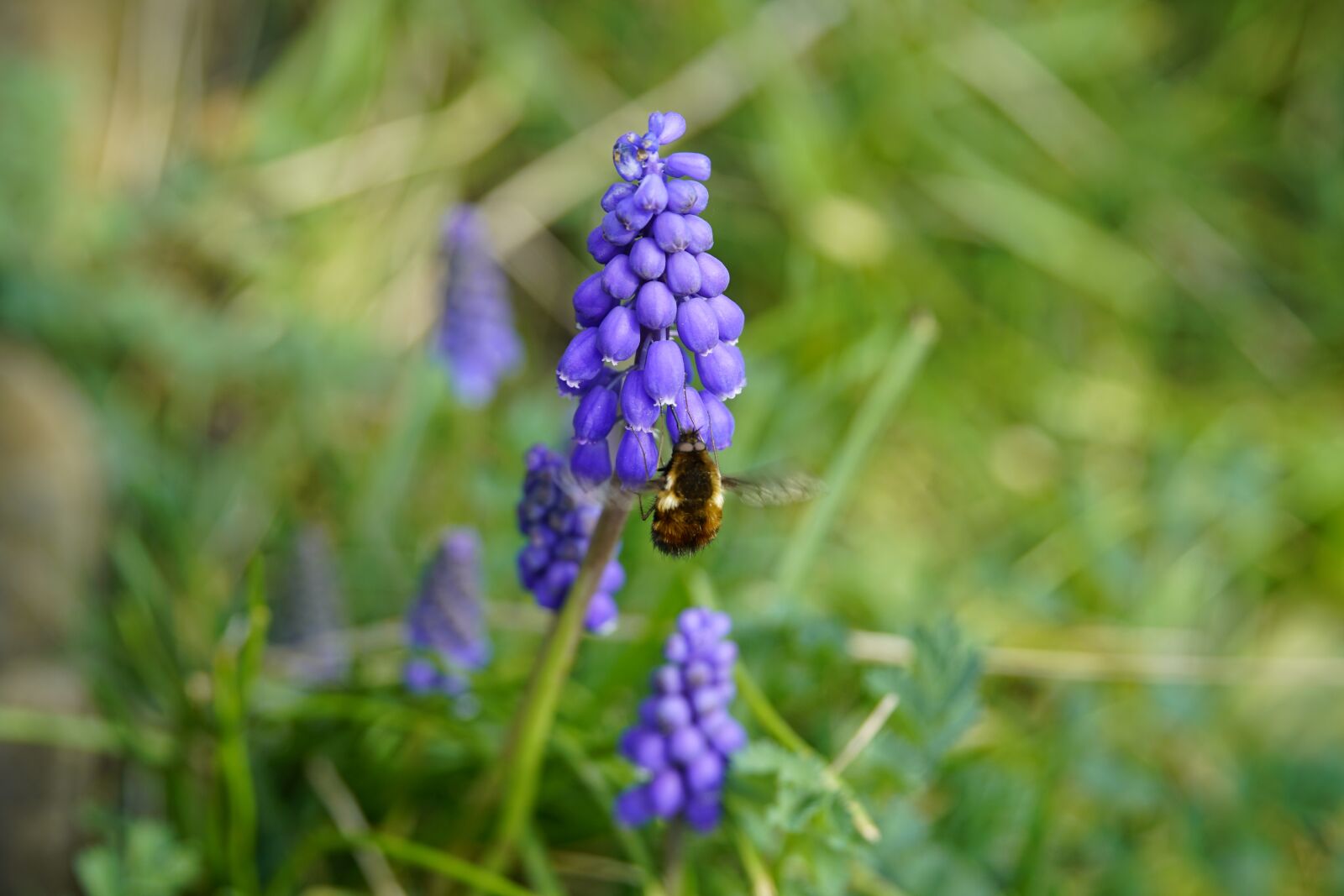 Sony a7R II + Sony E PZ 18-105mm F4 G OSS sample photo. Grape-hyacinth, hyacinth, blue photography