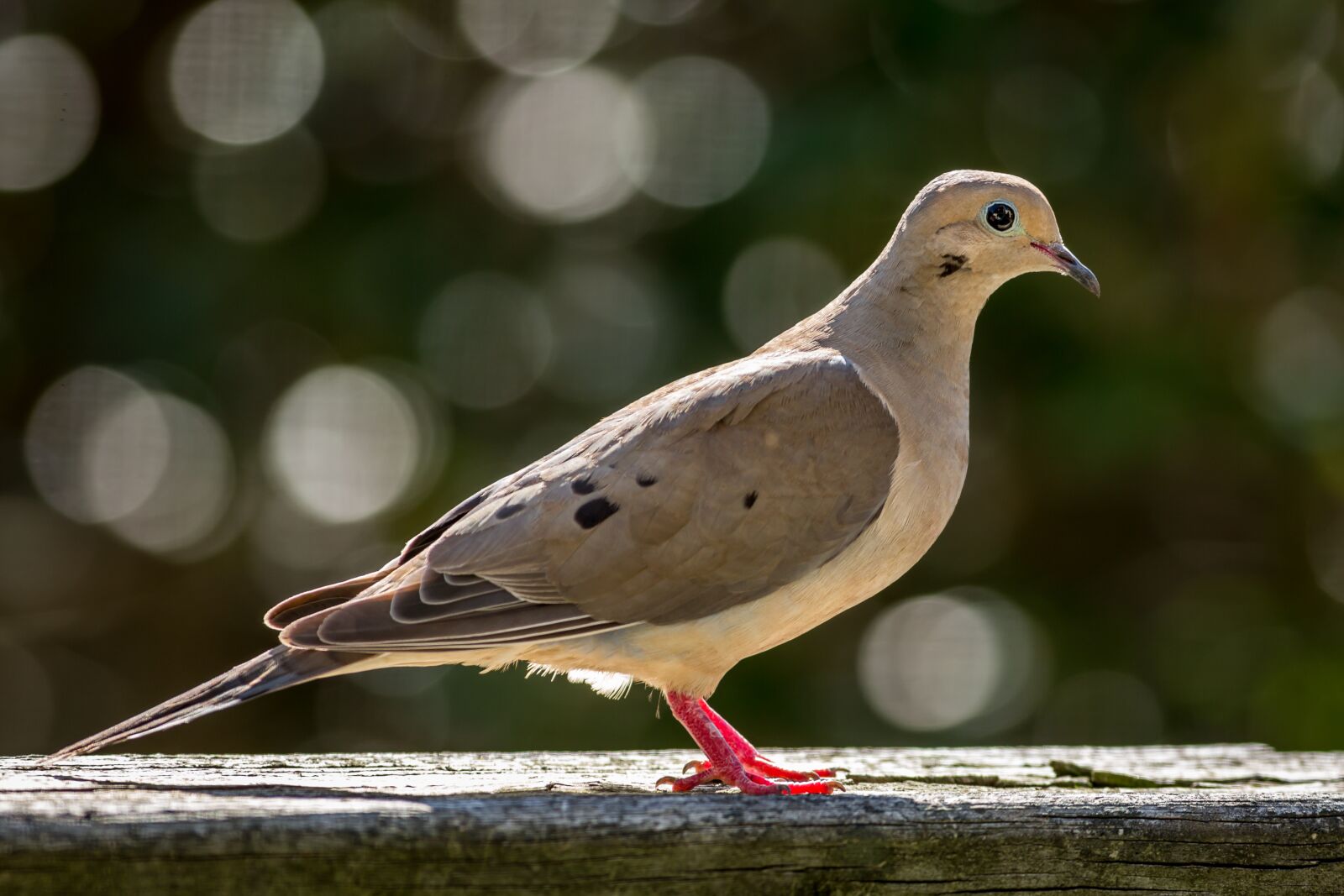 Canon EF 400mm F5.6L USM sample photo. Mourning dove, bird, wildlife photography