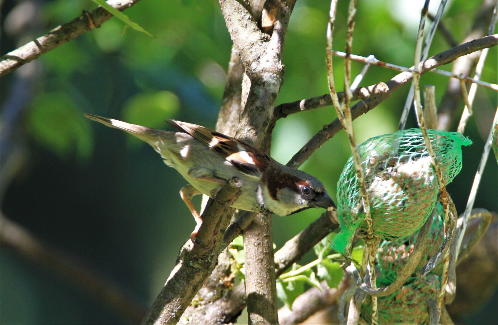 Tamron SP 150-600mm F5-6.3 Di VC USD sample photo. Sparrow, bird, songbird photography