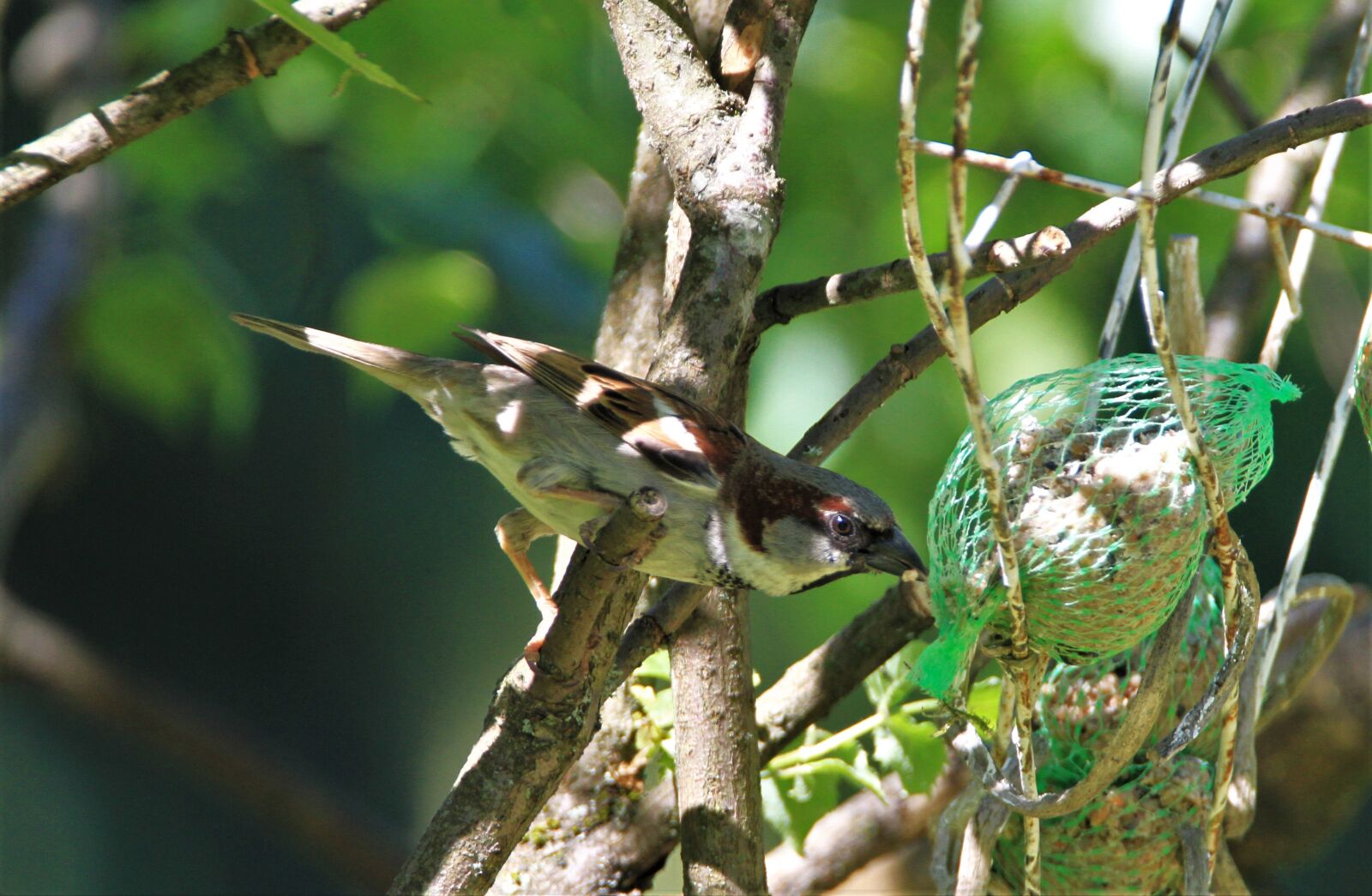 Canon EOS 7D + Tamron SP 150-600mm F5-6.3 Di VC USD sample photo. Sparrow, bird, songbird photography