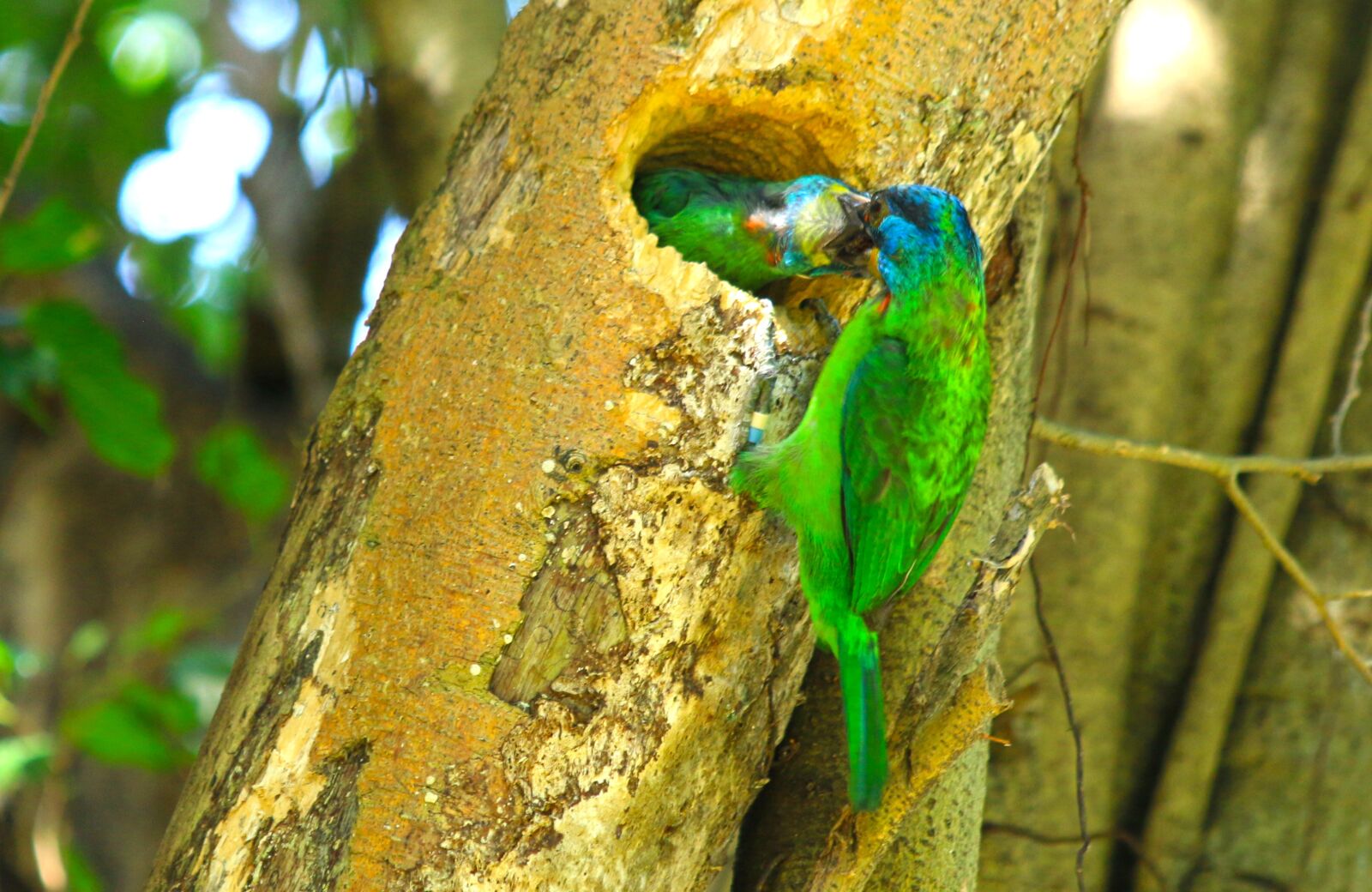 Canon EF 70-300mm F4-5.6 IS USM sample photo. Colored birds, bird, feed photography