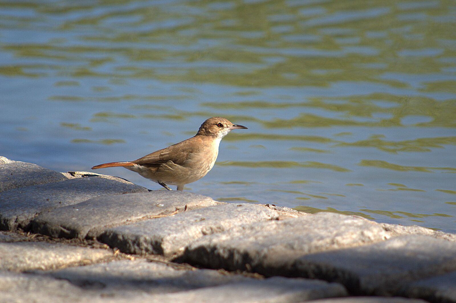 Nikon D7000 sample photo. Bird, nature, lake photography