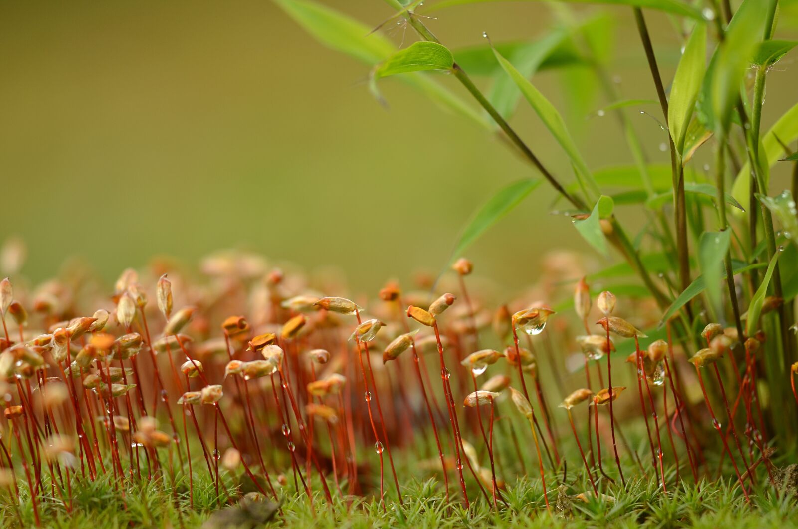 Nikon D5100 sample photo. Moss, bamboo, dew photography