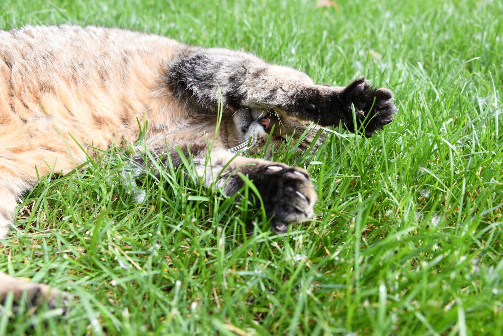 Nikon D850 sample photo. Cat, playful, paws photography