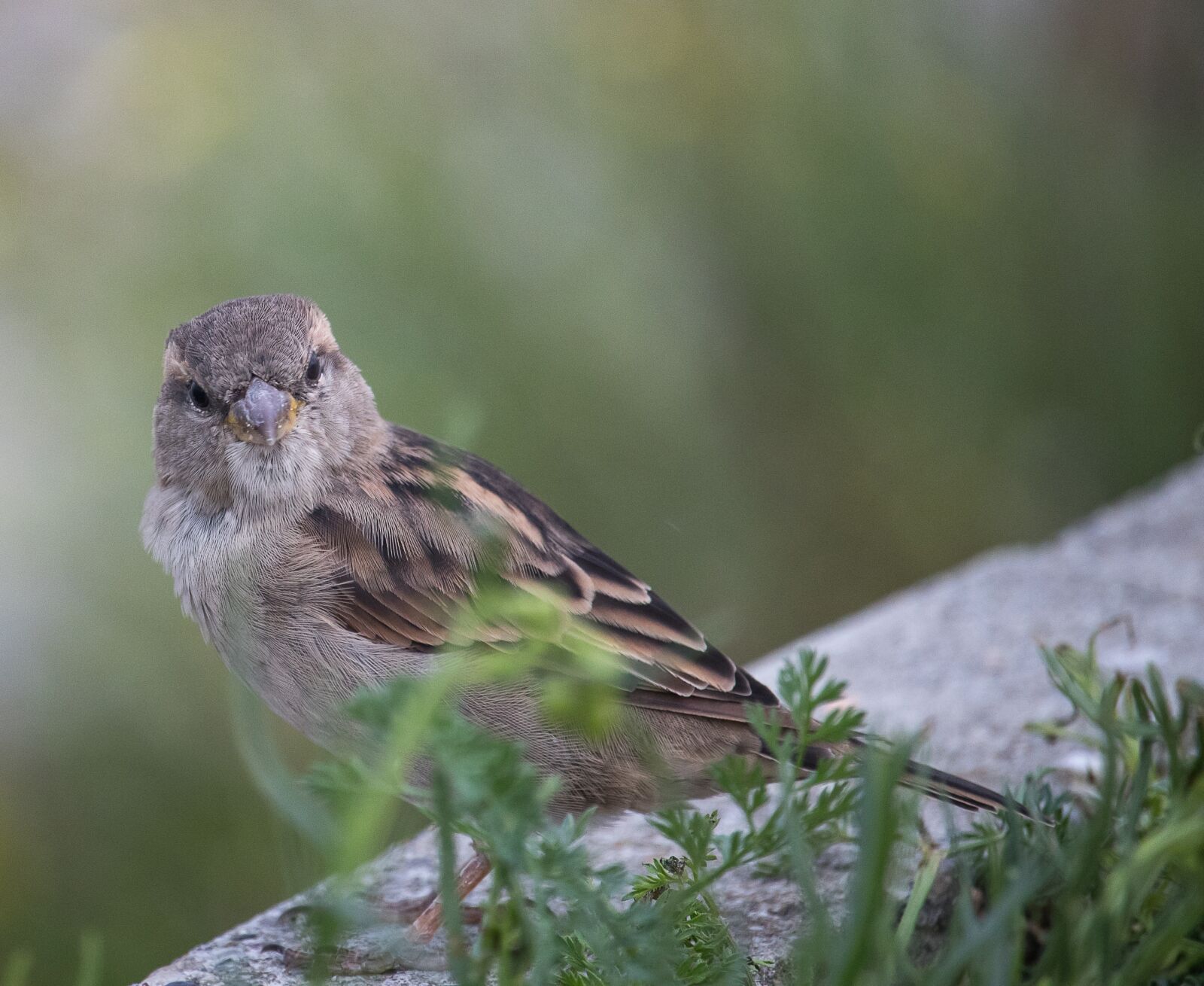 Canon EF-S 55-250mm F4-5.6 IS STM sample photo. Sparrow, sperling, bird photography