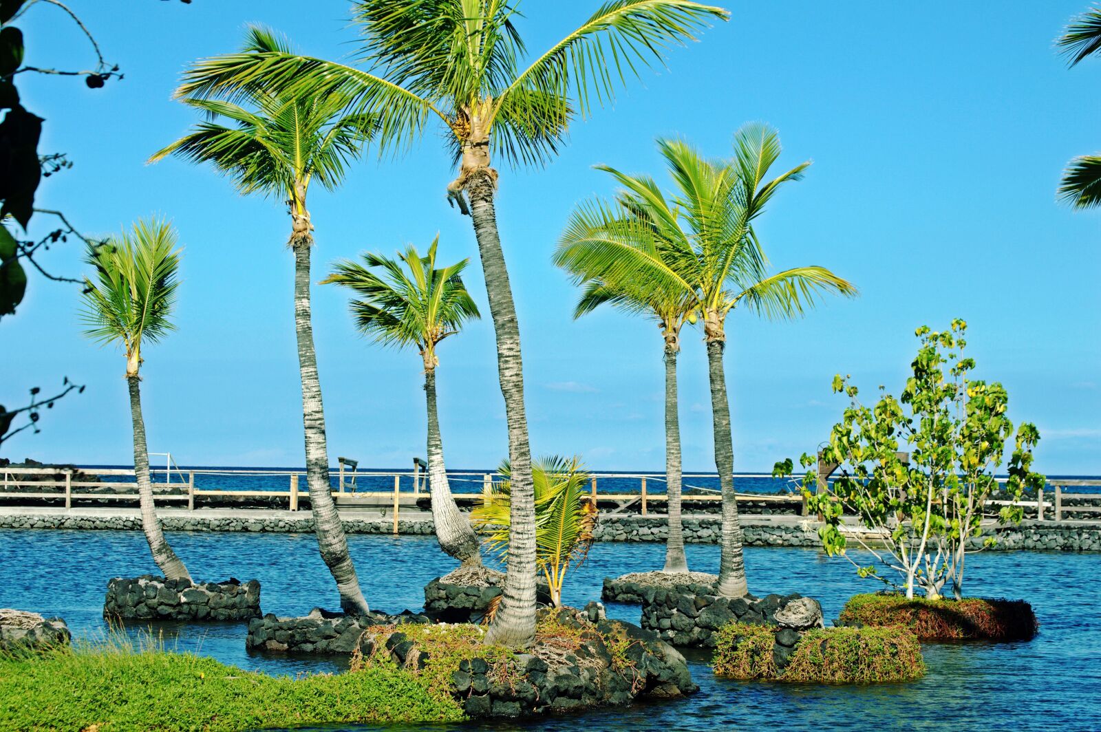 Nikon D3200 sample photo. Palm, water, travel photography