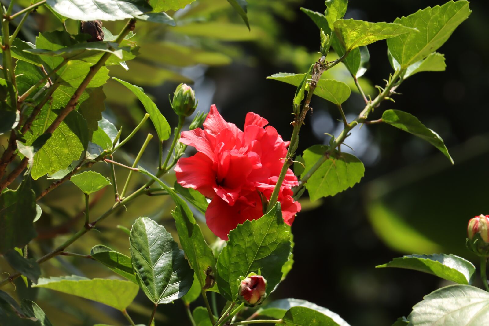Canon EOS 250D (EOS Rebel SL3 / EOS Kiss X10 / EOS 200D II) sample photo. Flower, red, leaf photography