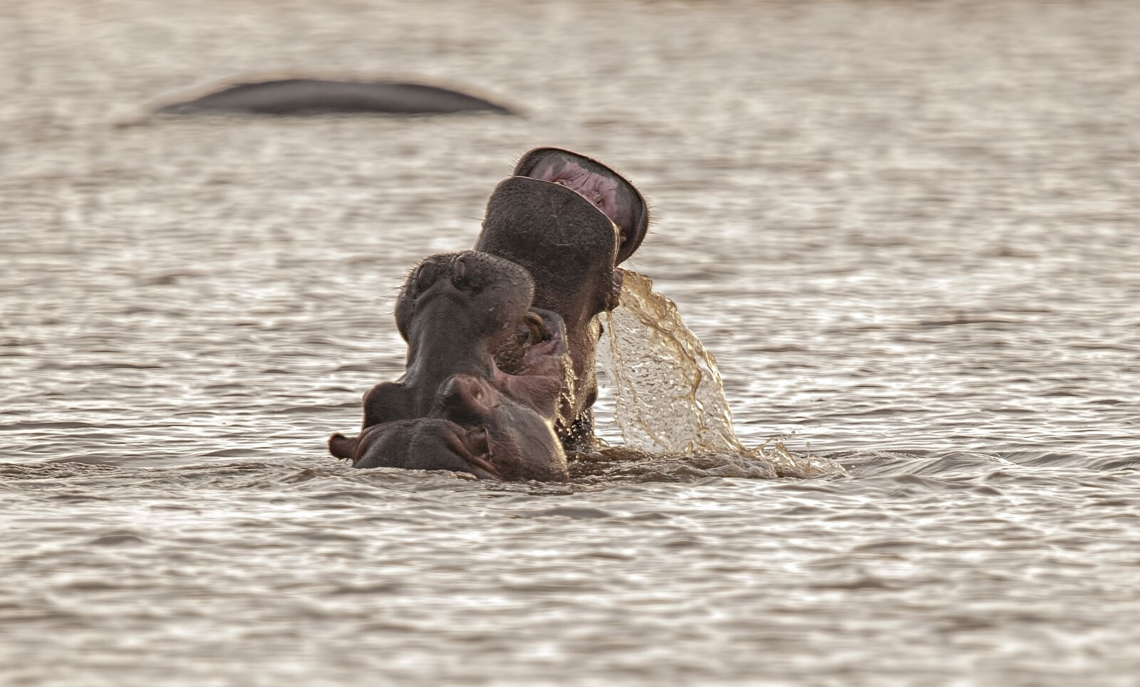 Nikon D300 sample photo. Hippo, water, life, wild photography