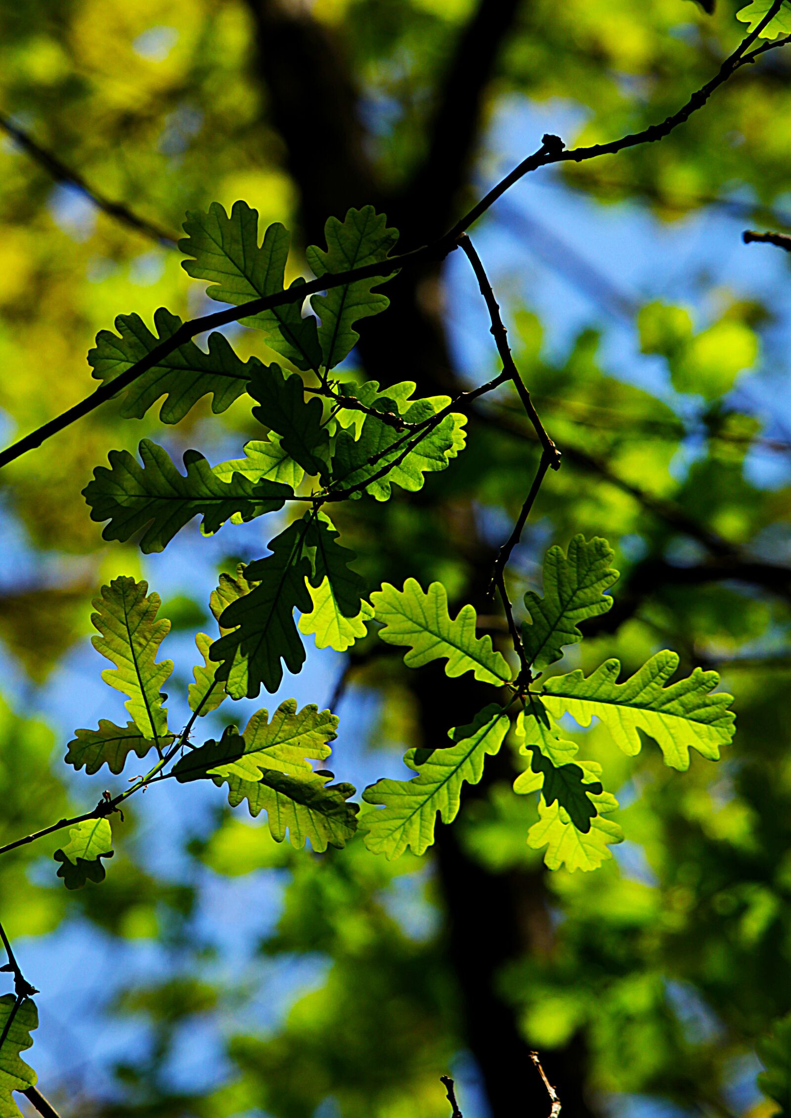 Canon EOS 1200D (EOS Rebel T5 / EOS Kiss X70 / EOS Hi) sample photo. Oak, leaves, nature photography