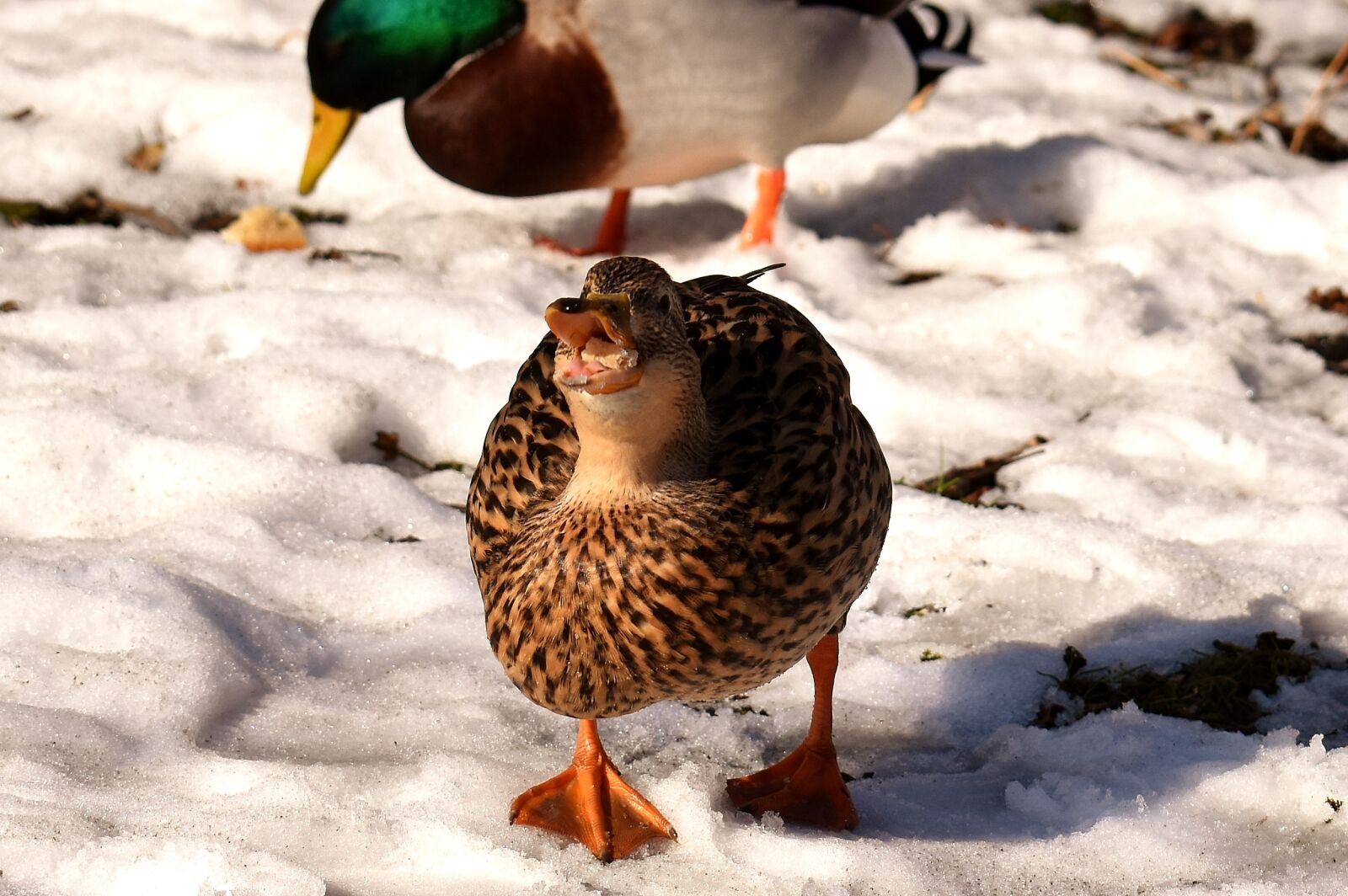 Nikon D7200 sample photo. Duck, mallard, eat photography