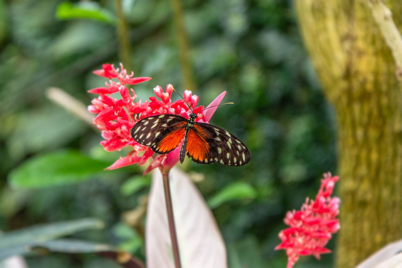 Canon EOS 60D sample photo. Butterfly, insect, nature photography