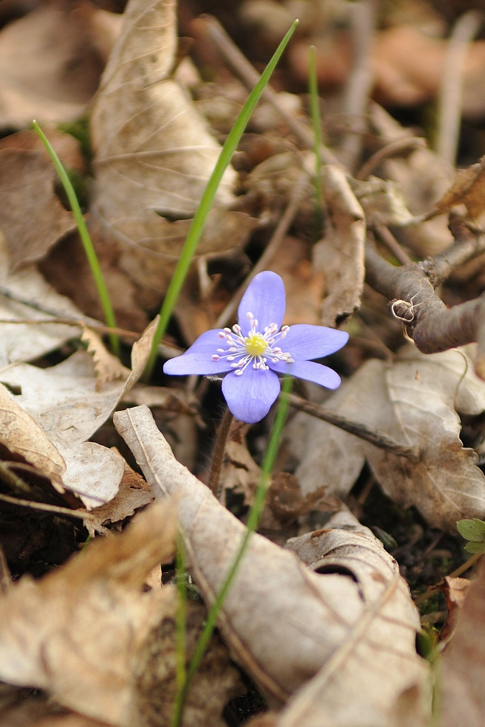 Nikon D300S sample photo. Flower, wild, nature photography