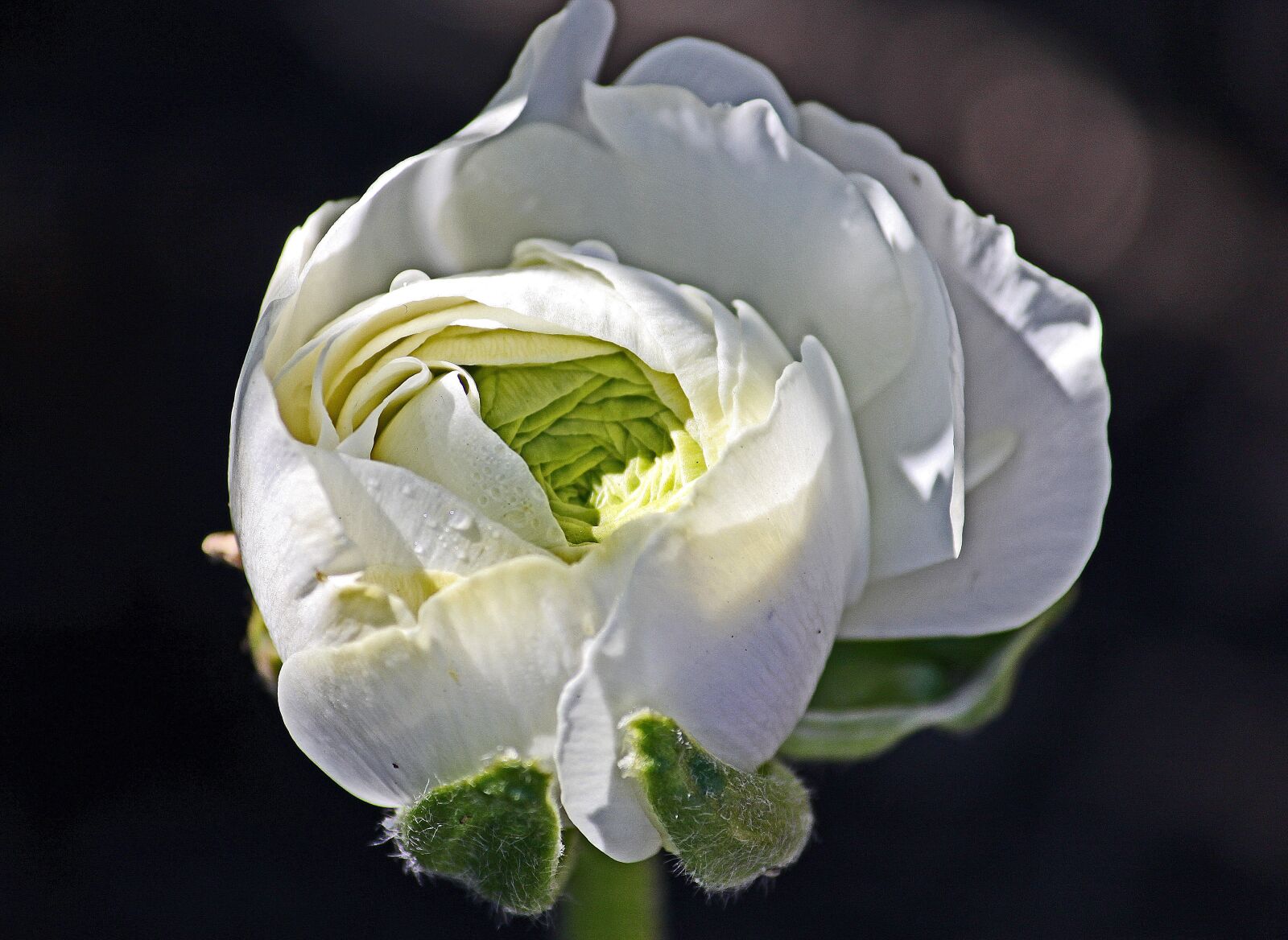 Canon EOS 500D (EOS Rebel T1i / EOS Kiss X3) sample photo. Ranunculus, white, bloom photography