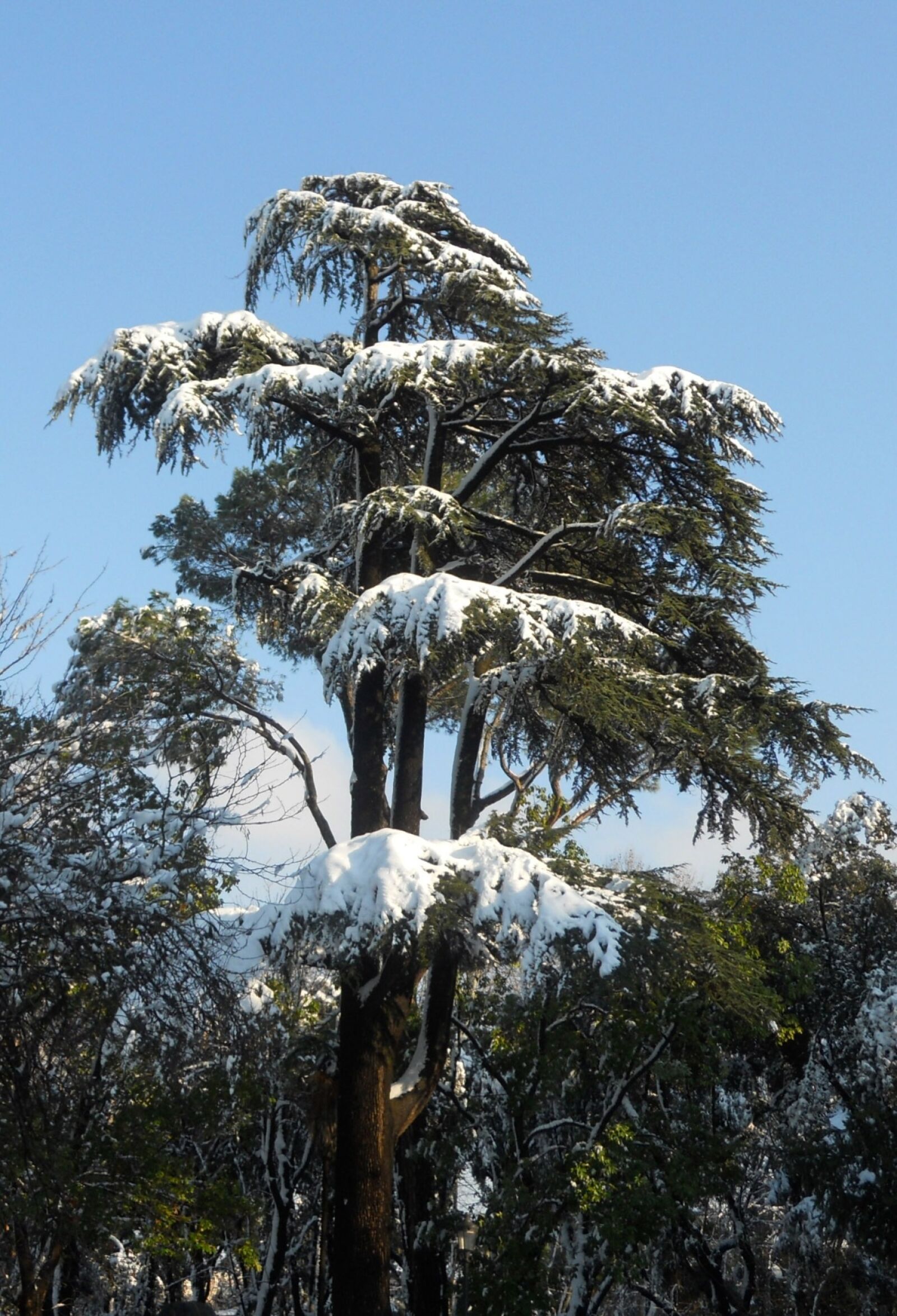Nikon Coolpix S570 sample photo. Pine, snow, villa borghese photography