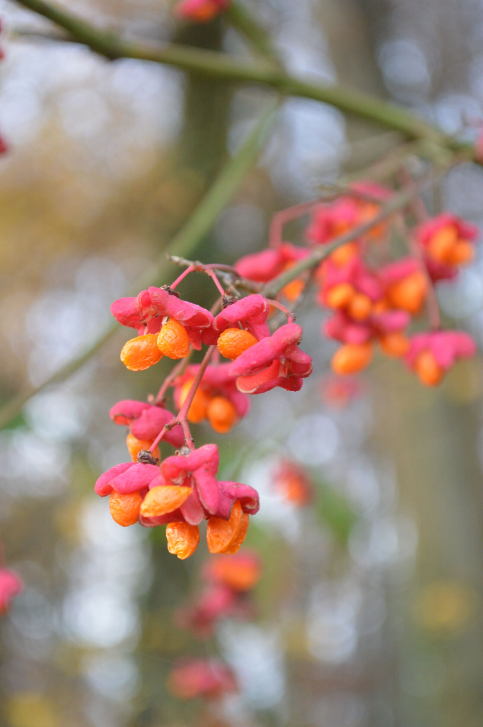 Nikon D3200 sample photo. Flowers, tree, nature photography