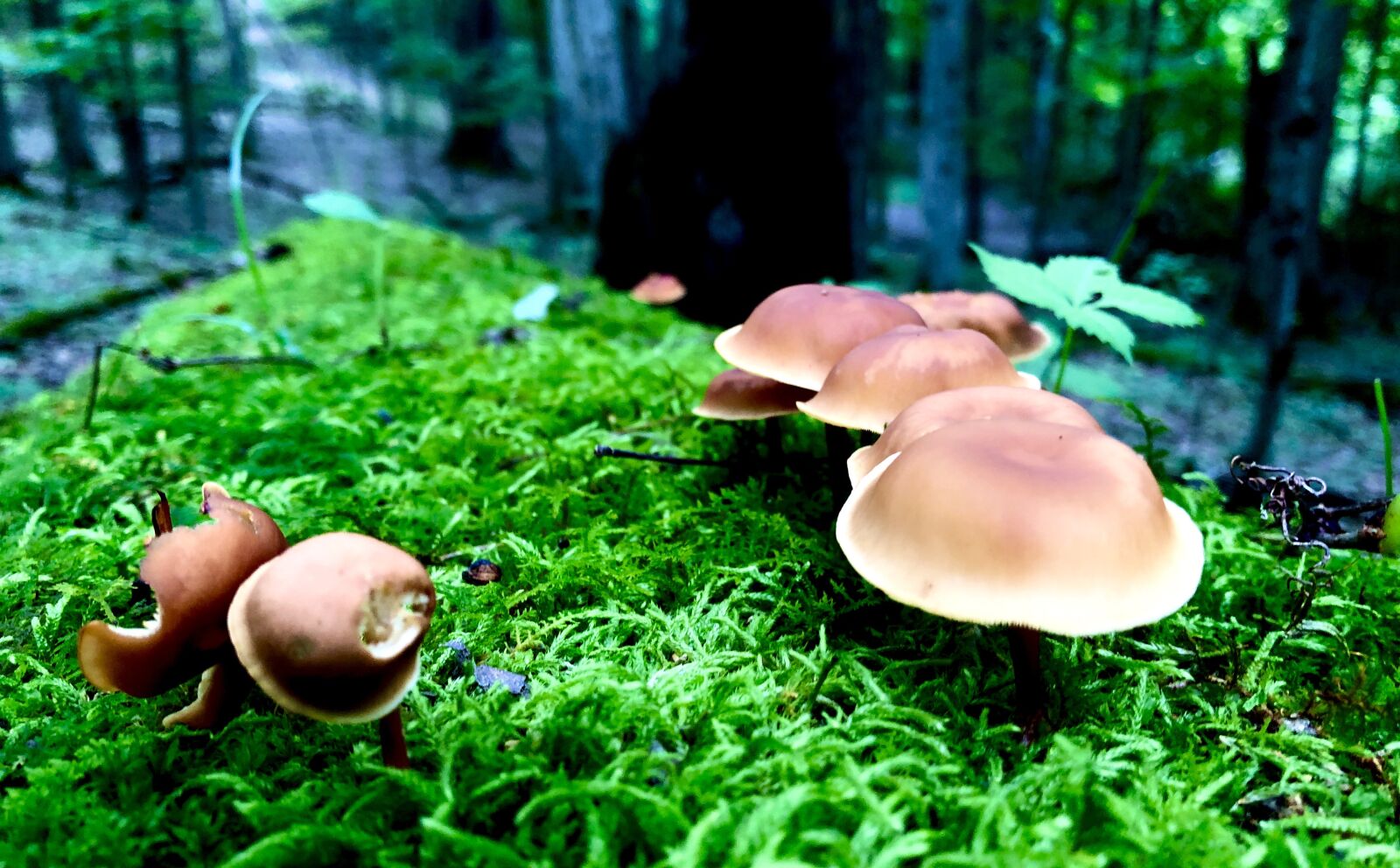 Apple iPhone 8 Plus + iPhone 8 Plus back dual camera 3.99mm f/1.8 sample photo. Mushrooms, green, nature photography