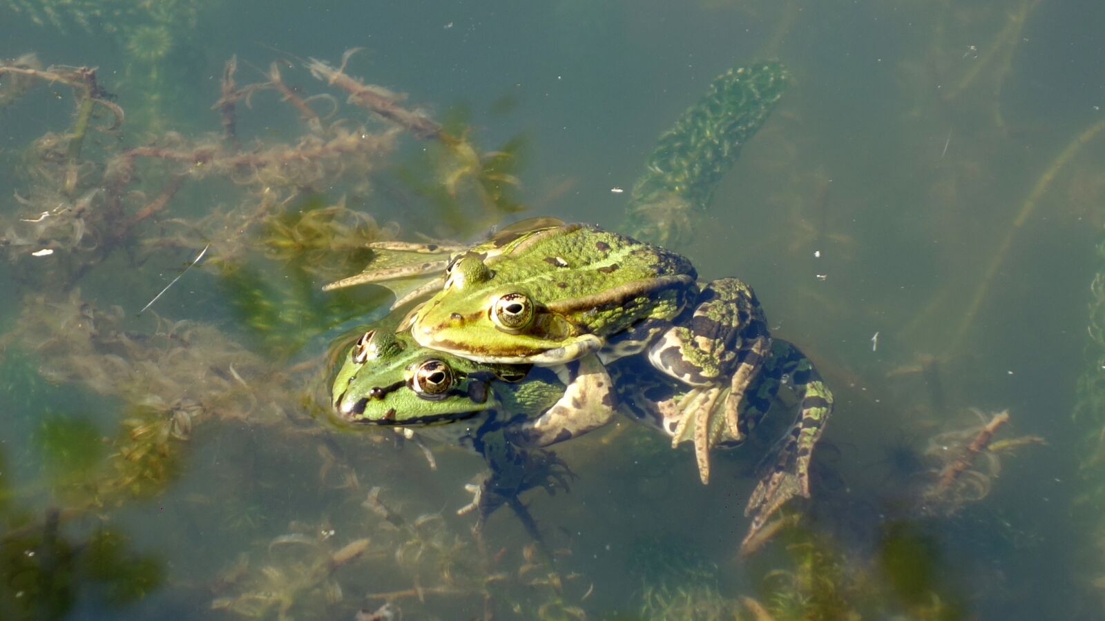 Sony Cyber-shot DSC-RX100 sample photo. Frog, frogs, animals photography