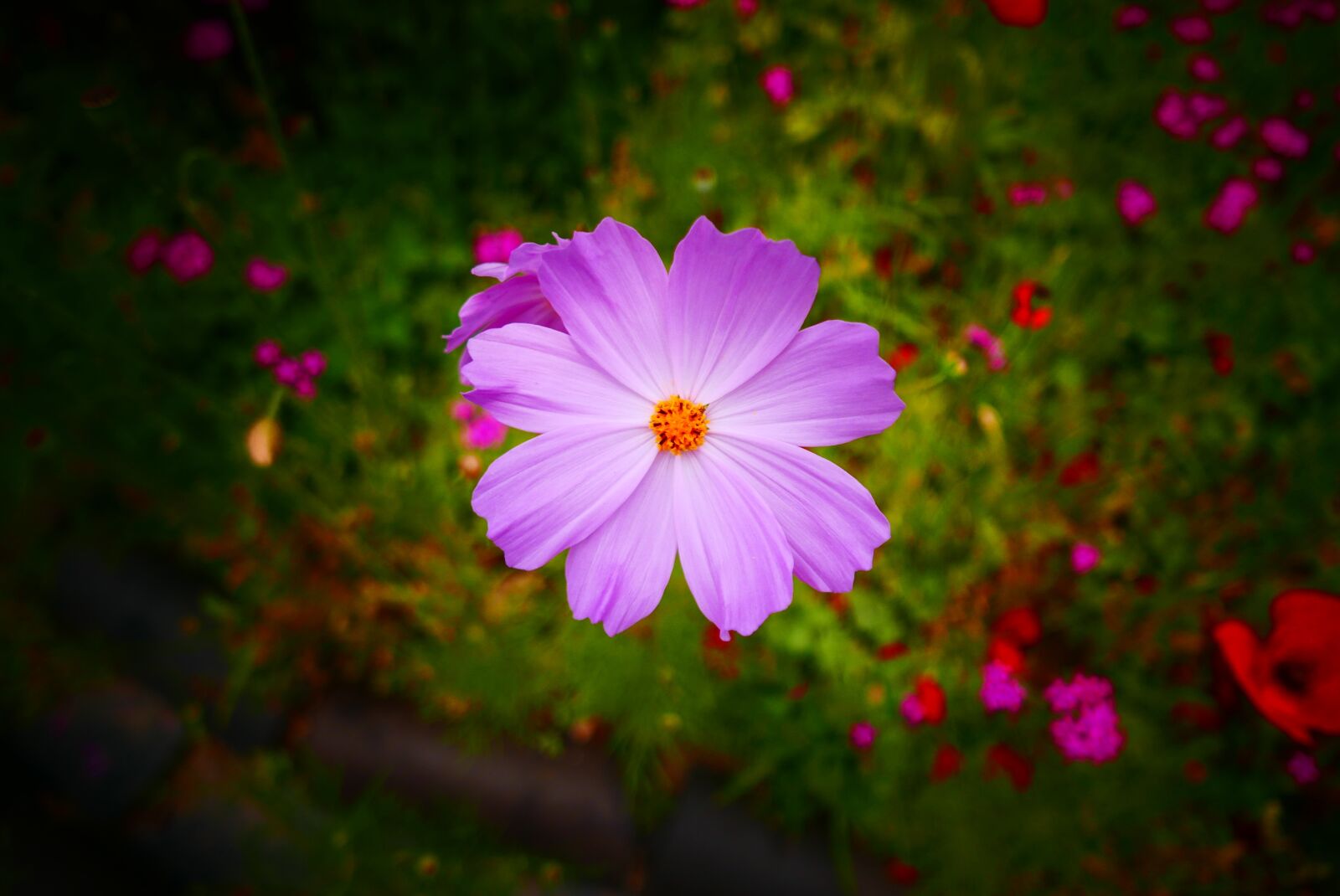 Leica D-Lux (Typ 109) sample photo. Cosmos flower, salsa and photography