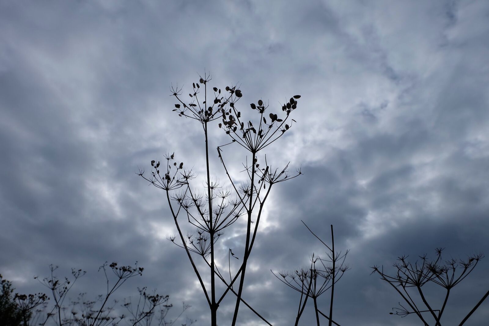 Fujifilm X-A2 + Fujifilm XC 16-50mm F3.5-5.6 OIS II sample photo. Stormy sky, autumn, dried photography