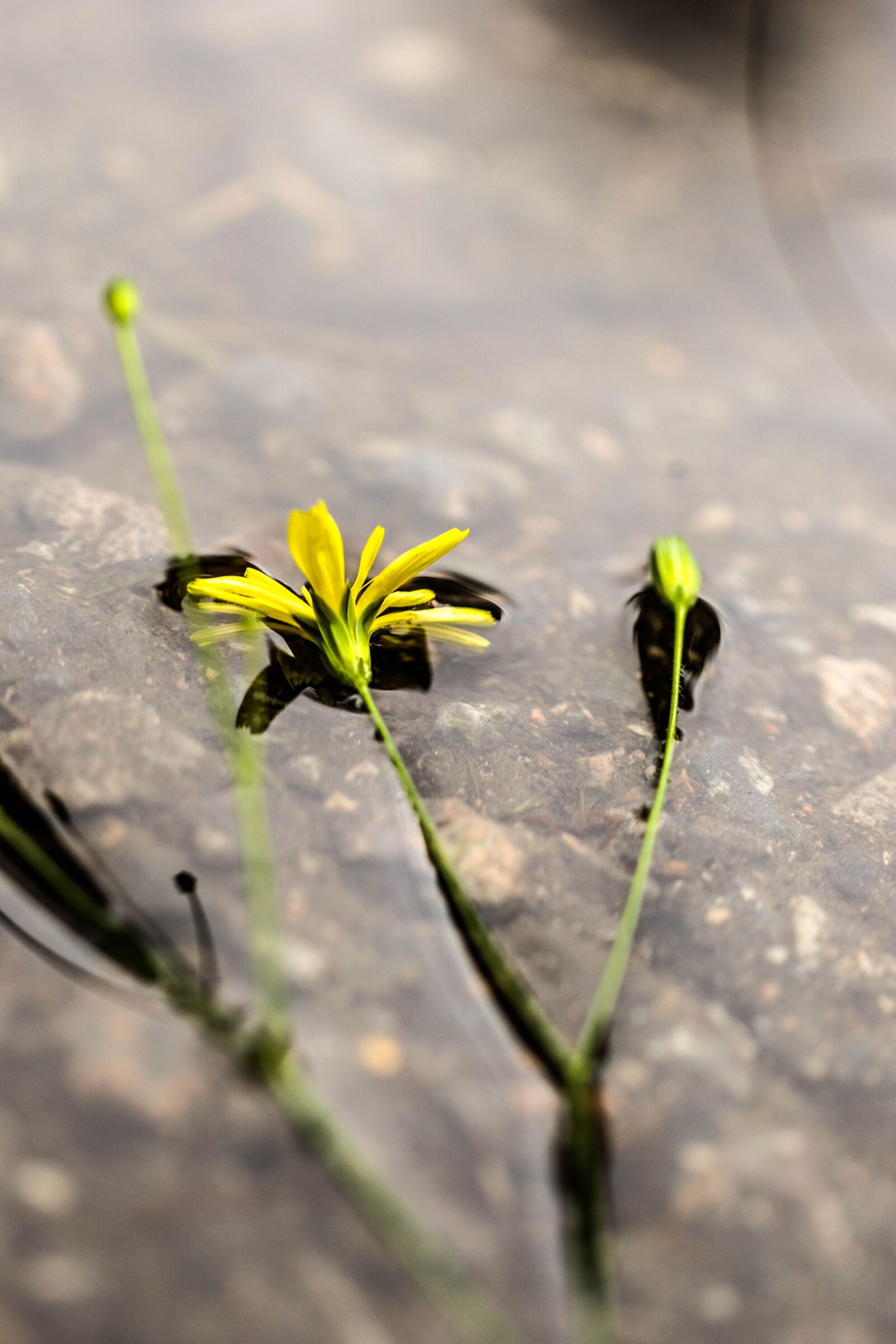 Canon EOS 7D Mark II sample photo. Wildflower, yellow, flower photography