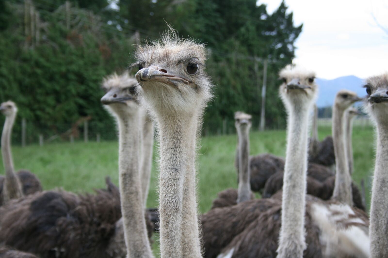 Canon EOS 400D (EOS Digital Rebel XTi / EOS Kiss Digital X) sample photo. Ostrich, eye, contact photography