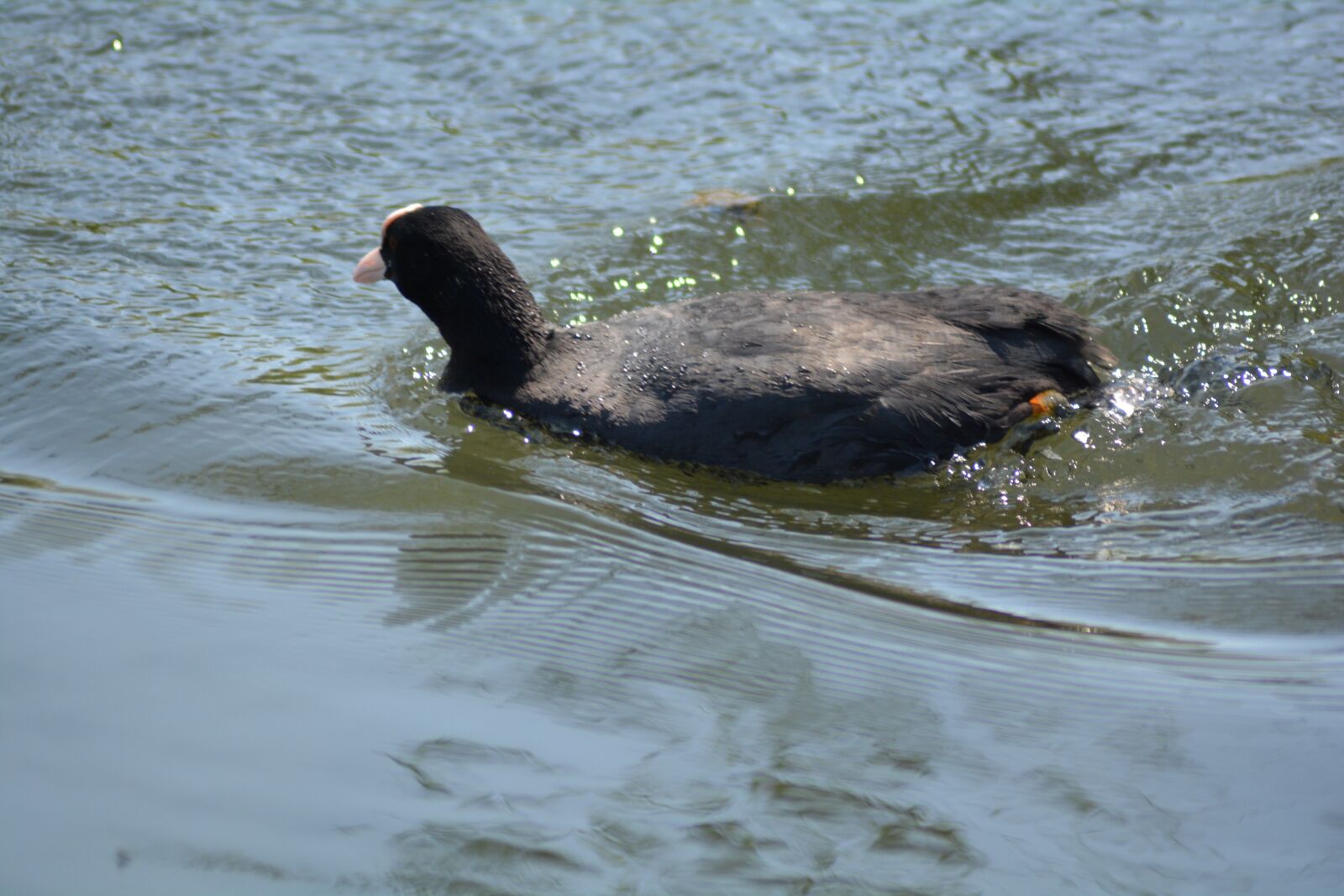 Nikon D5200 sample photo. Animal, bird, coot photography