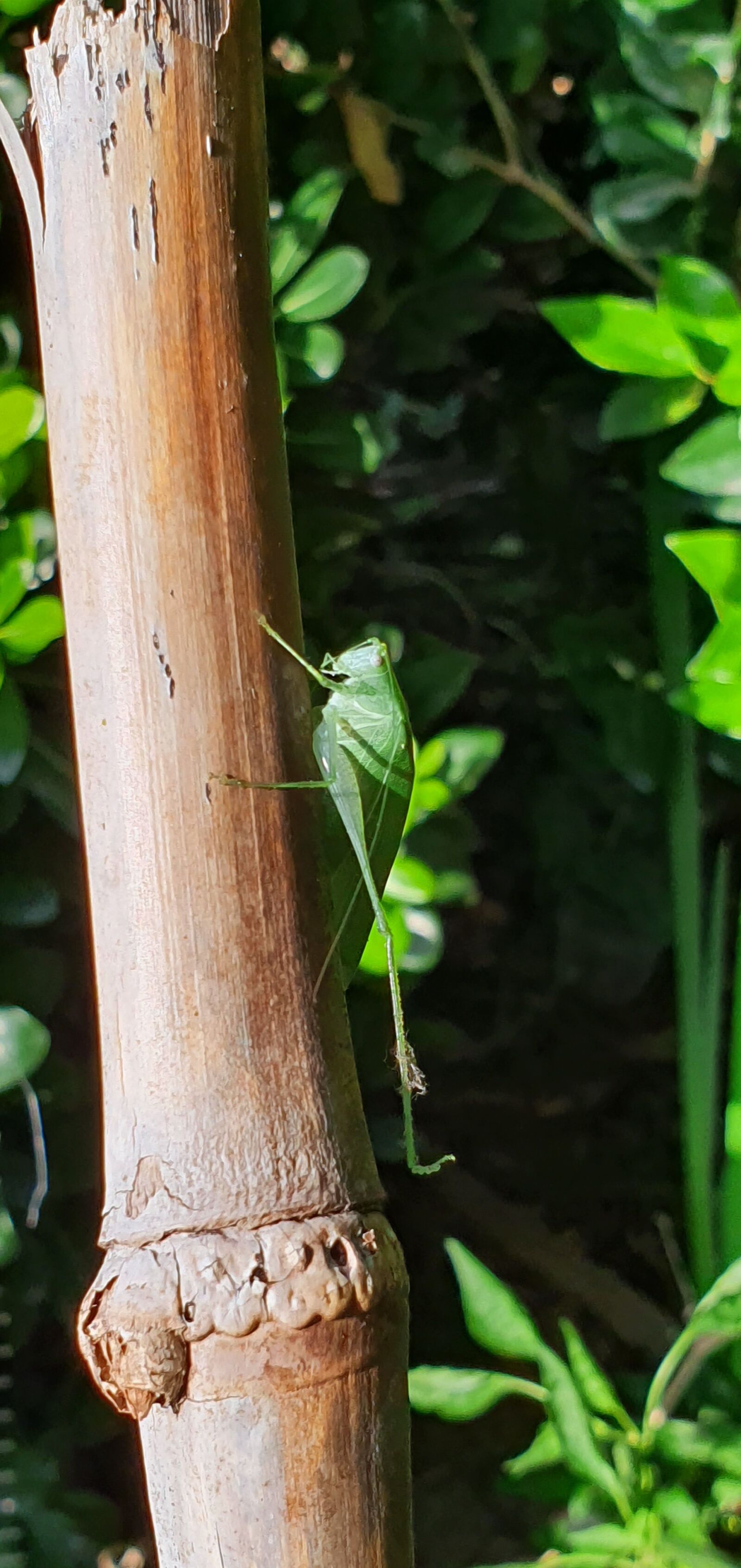 Samsung Galaxy S10 sample photo. Leaf insect, green, nature photography