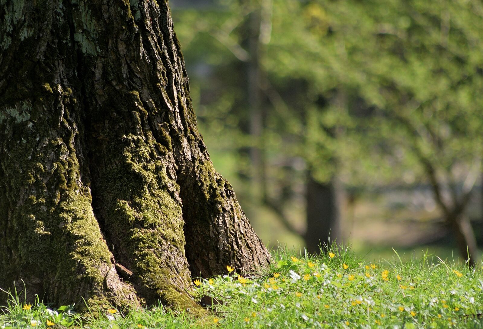 Nikon D3300 sample photo. Tree, spring, nature photography