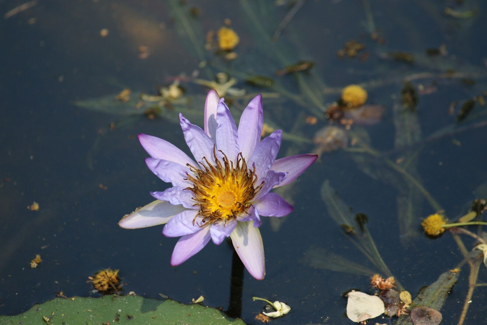 Canon EOS 70D + Canon EF 100-400mm F4.5-5.6L IS USM sample photo. Ngwenyalodge, kruger park, wildflower photography