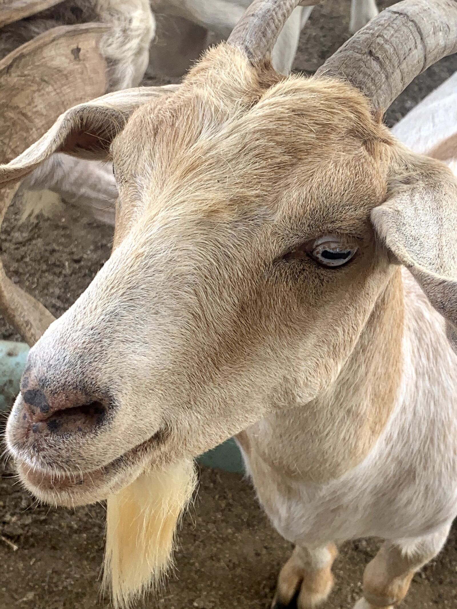 iPhone XR back camera 4.25mm f/1.8 sample photo. Ramadan, billygoat, animal photography