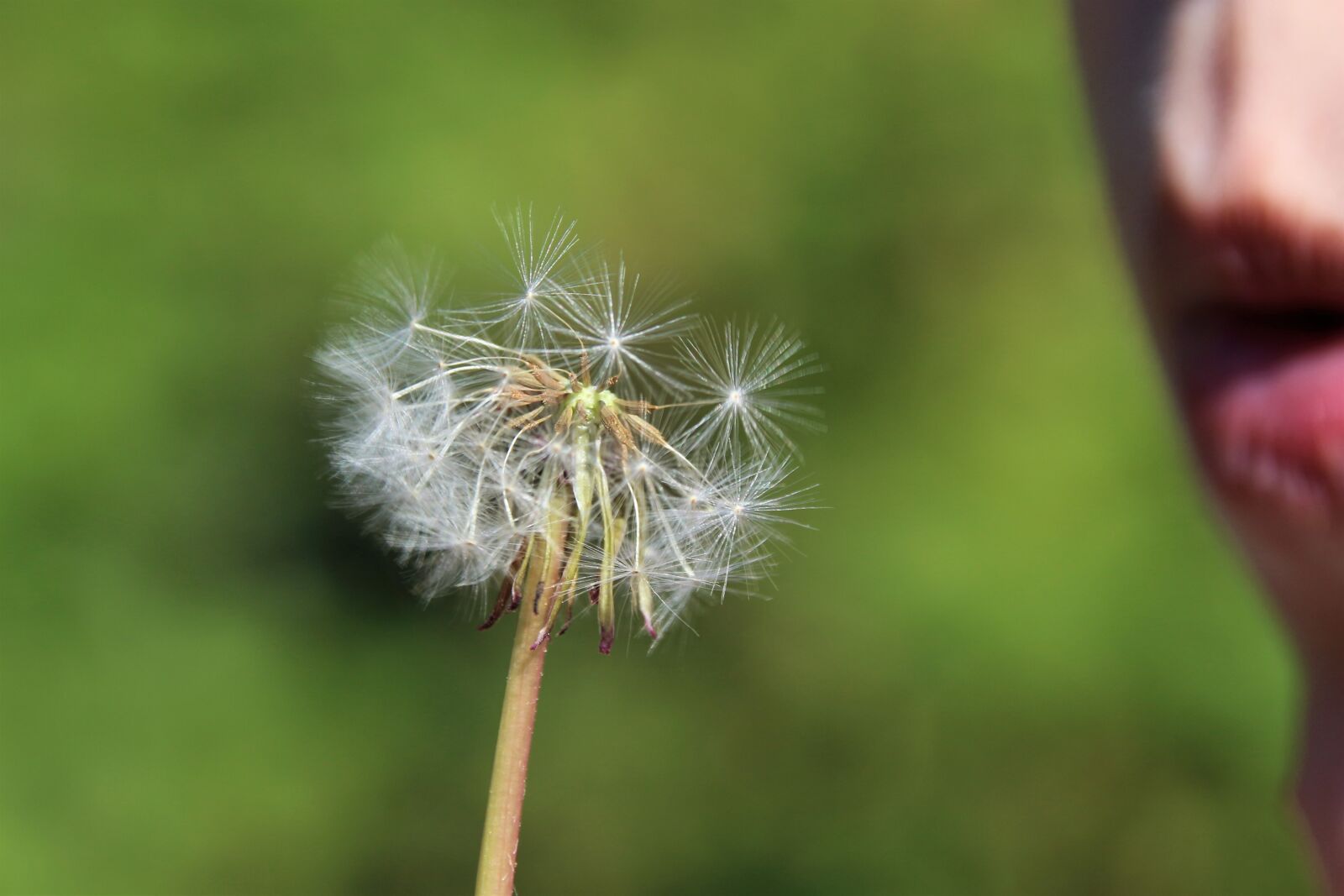 Canon EOS 700D (EOS Rebel T5i / EOS Kiss X7i) sample photo. Dandelion, spring, seeds photography