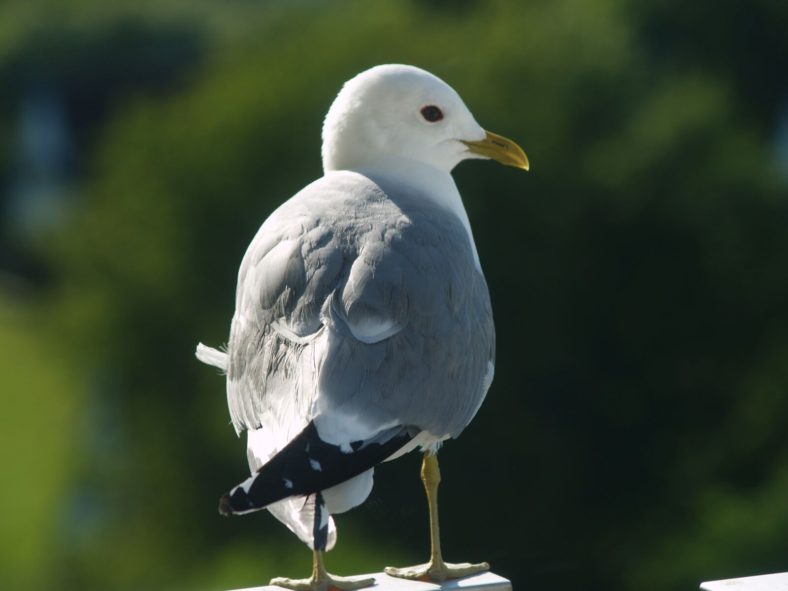 Olympus E-500 (EVOLT E-500) sample photo. Seagull, seevogel, close up photography