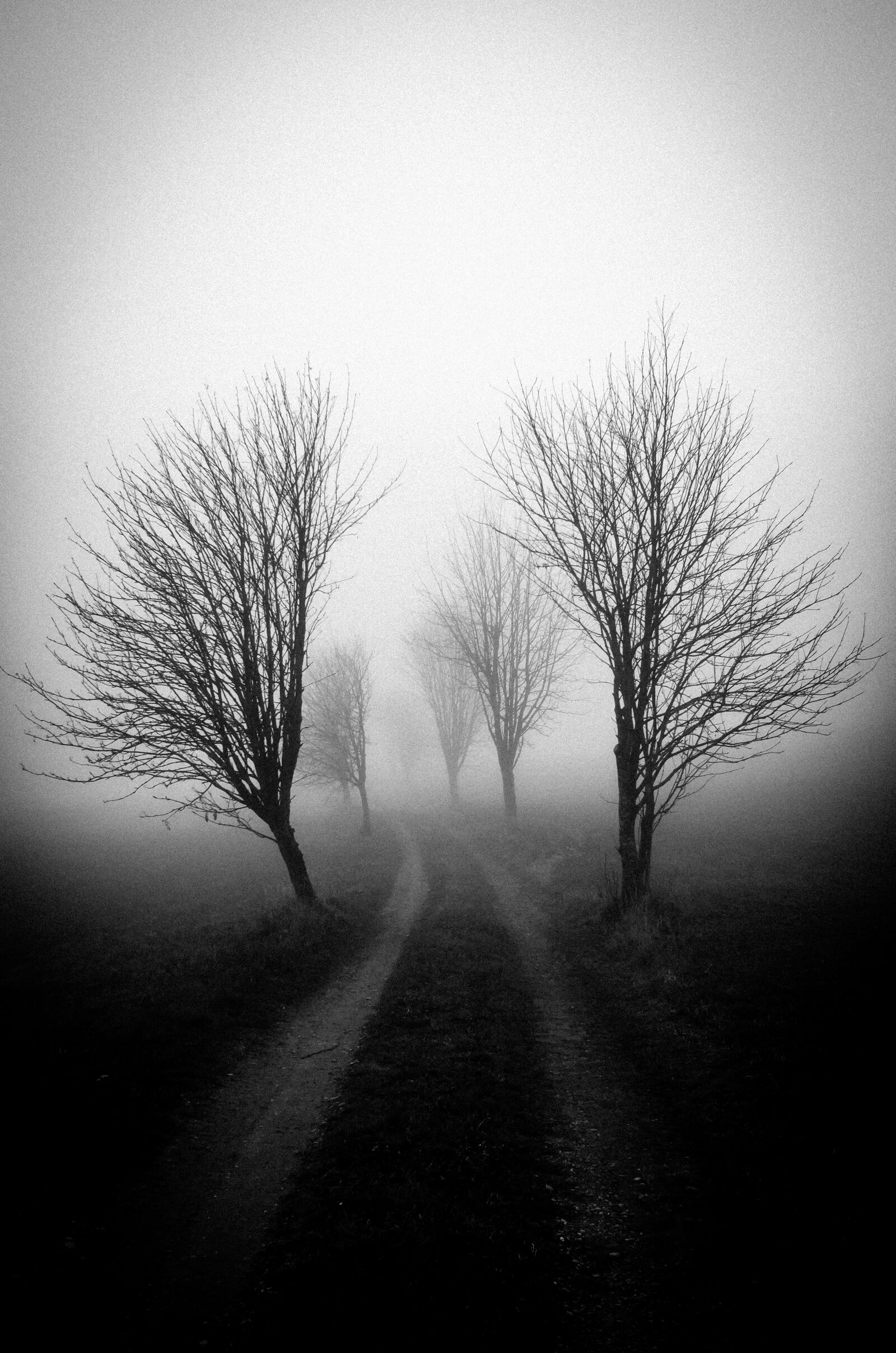 Leica X (Typ 113) sample photo. Fog, tree, shadow photography