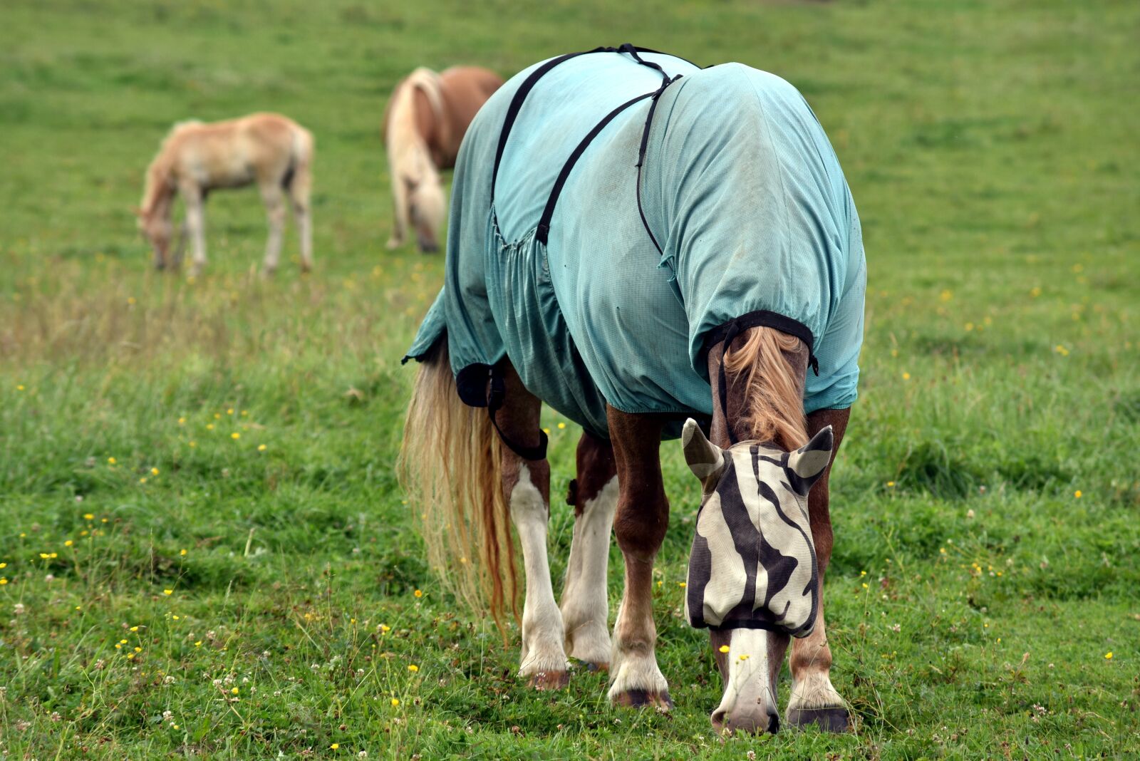 Nikon D750 sample photo. Horse, horse blanket, protection photography