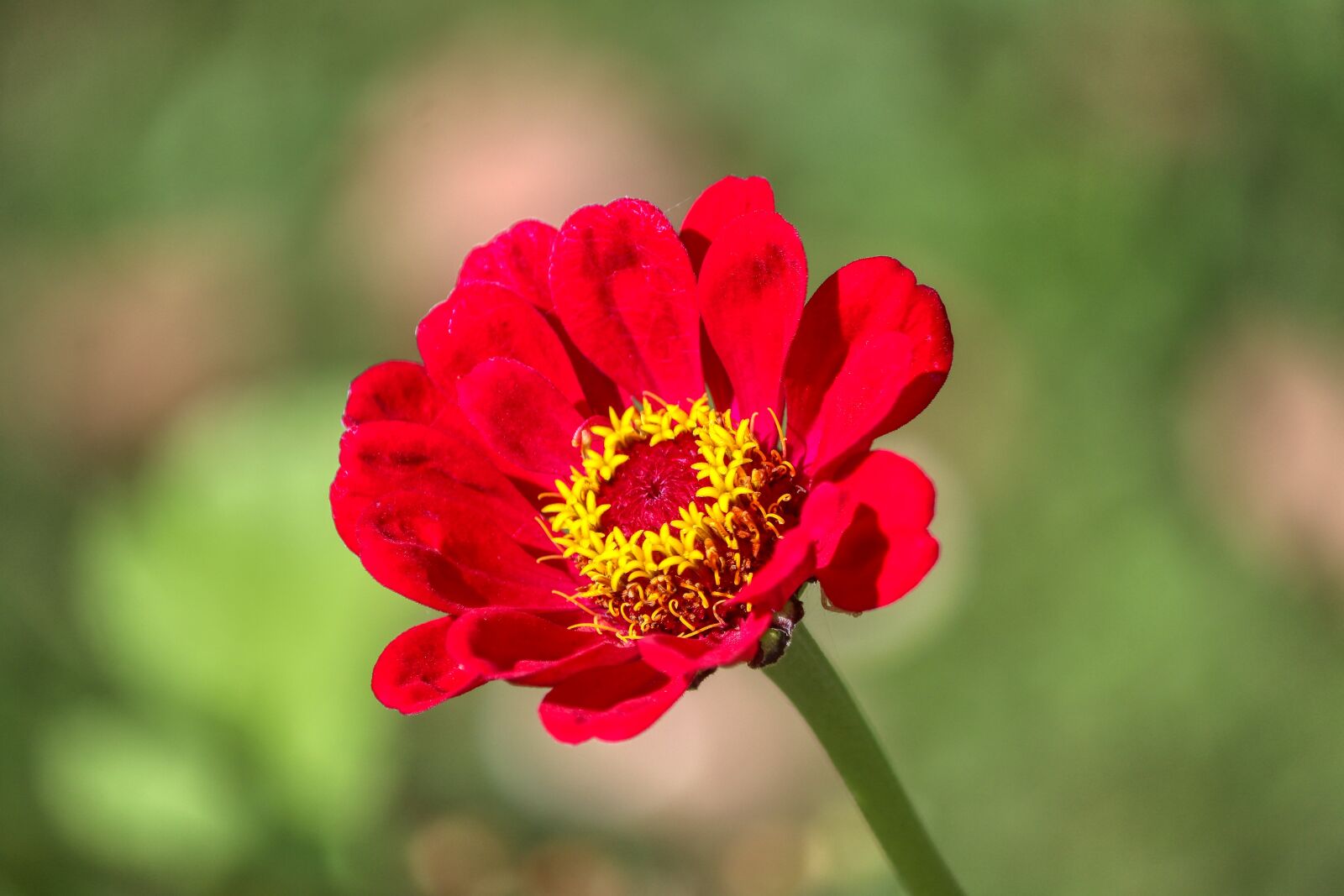 Canon EF-S 55-250mm F4-5.6 IS II sample photo. Flower, summer, stalk photography