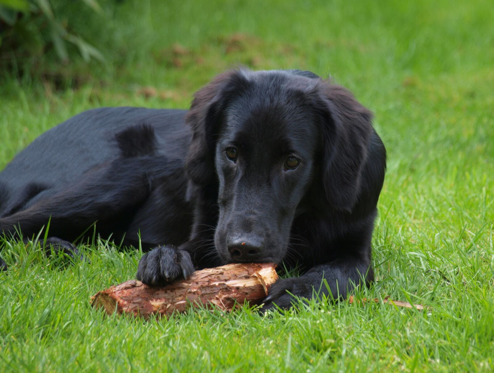 Olympus E-420 (EVOLT E-420) sample photo. Flatcoated retriever, flat-coated, retriever photography