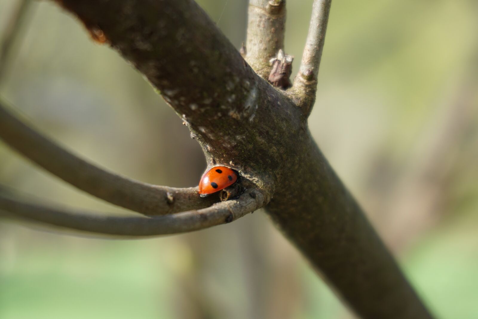 Sony a6000 sample photo. Beetle, ladybug, nature photography