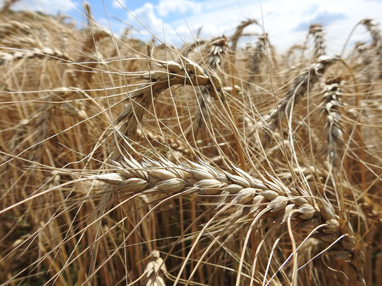 Nikon Coolpix P900 sample photo. Wheat, agriculture, cereals photography