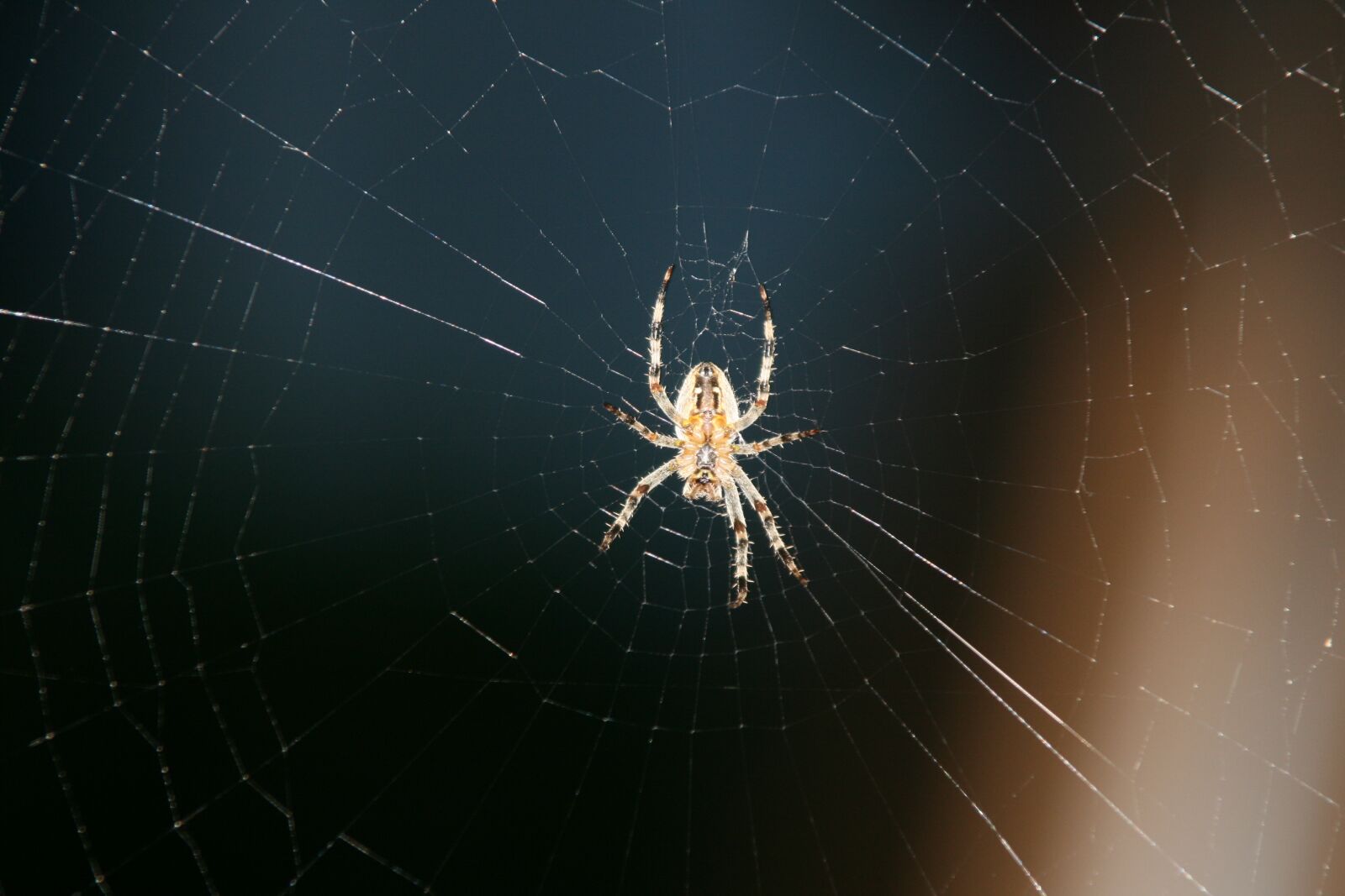 Canon EOS 400D (EOS Digital Rebel XTi / EOS Kiss Digital X) sample photo. Spider, web, out of photography
