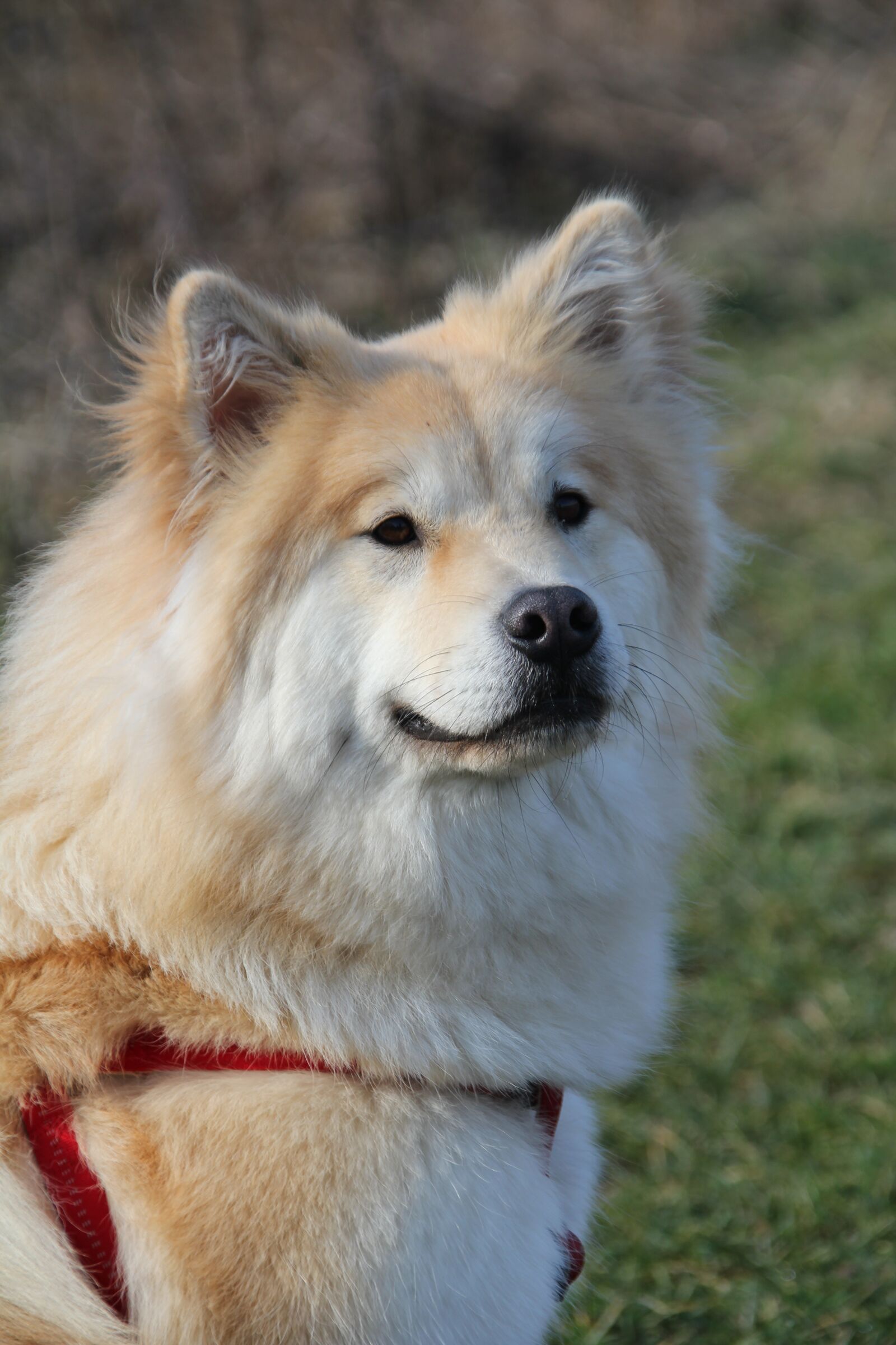 Canon EOS 550D (EOS Rebel T2i / EOS Kiss X4) sample photo. Eurasians, dog, pet photography
