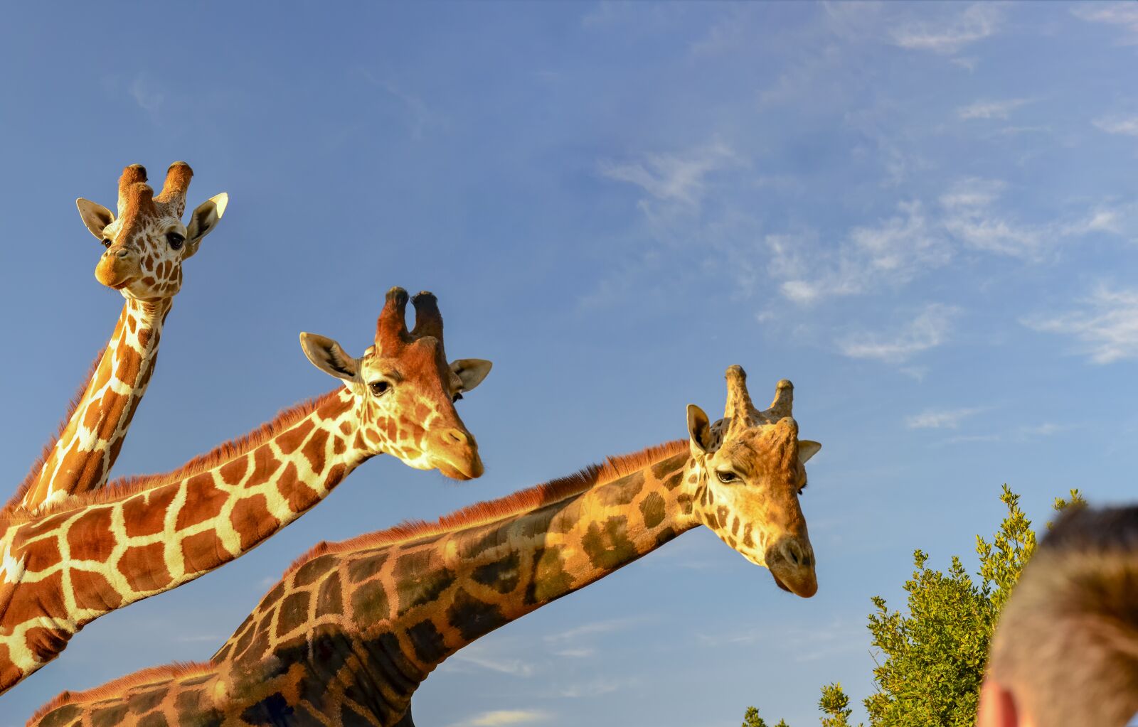 Nikon D7000 sample photo. Animals, blue, sky photography