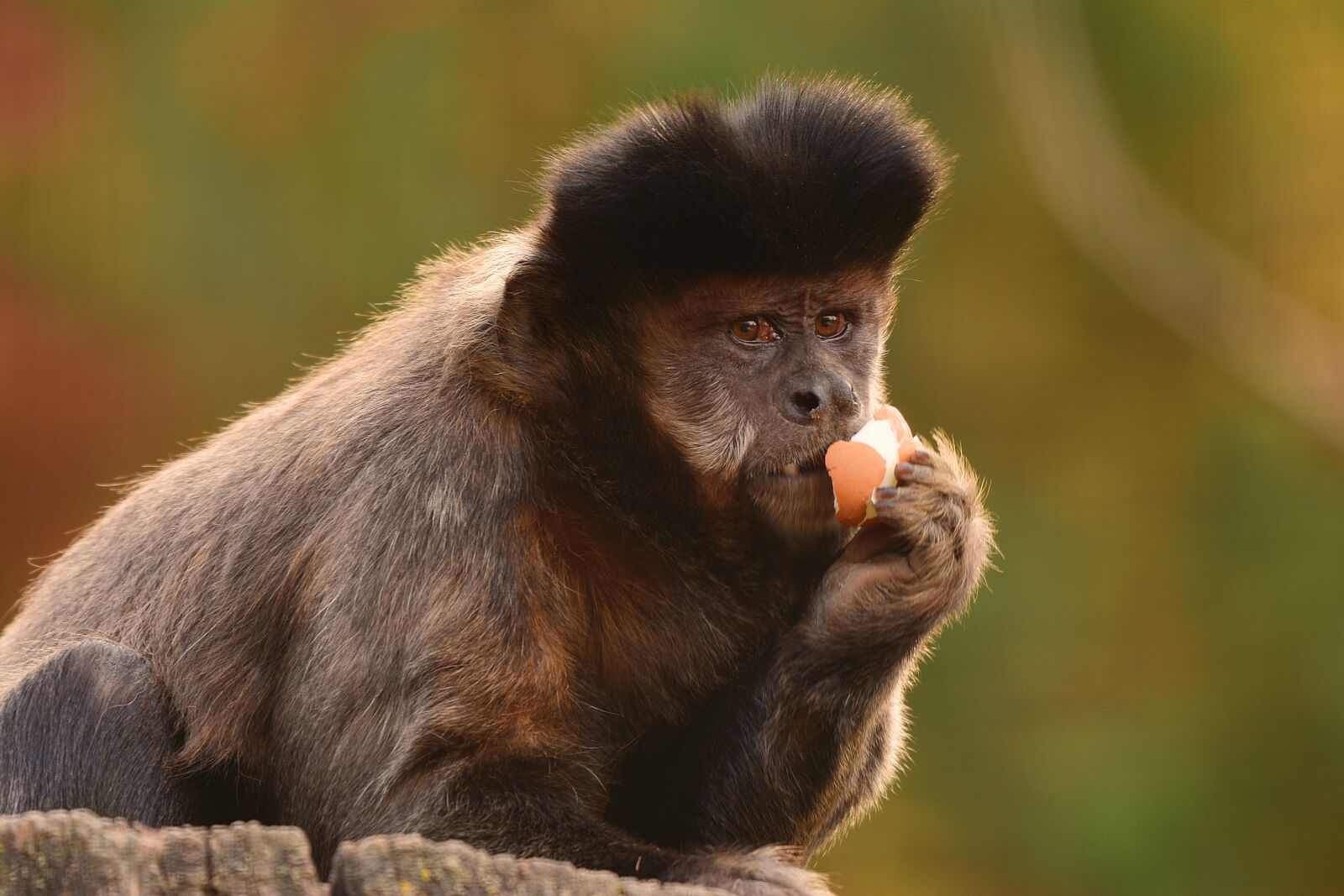 Nikon D5200 sample photo. Apell of capuchin monkeys photography