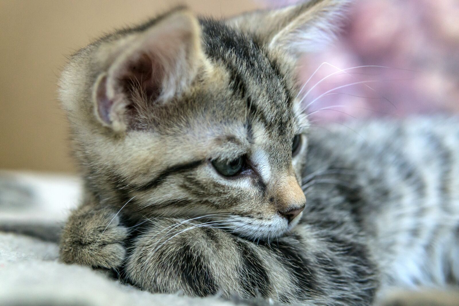 30mm F1.4 DC DN | Contemporary 016 sample photo. Cat, small, mackerel photography