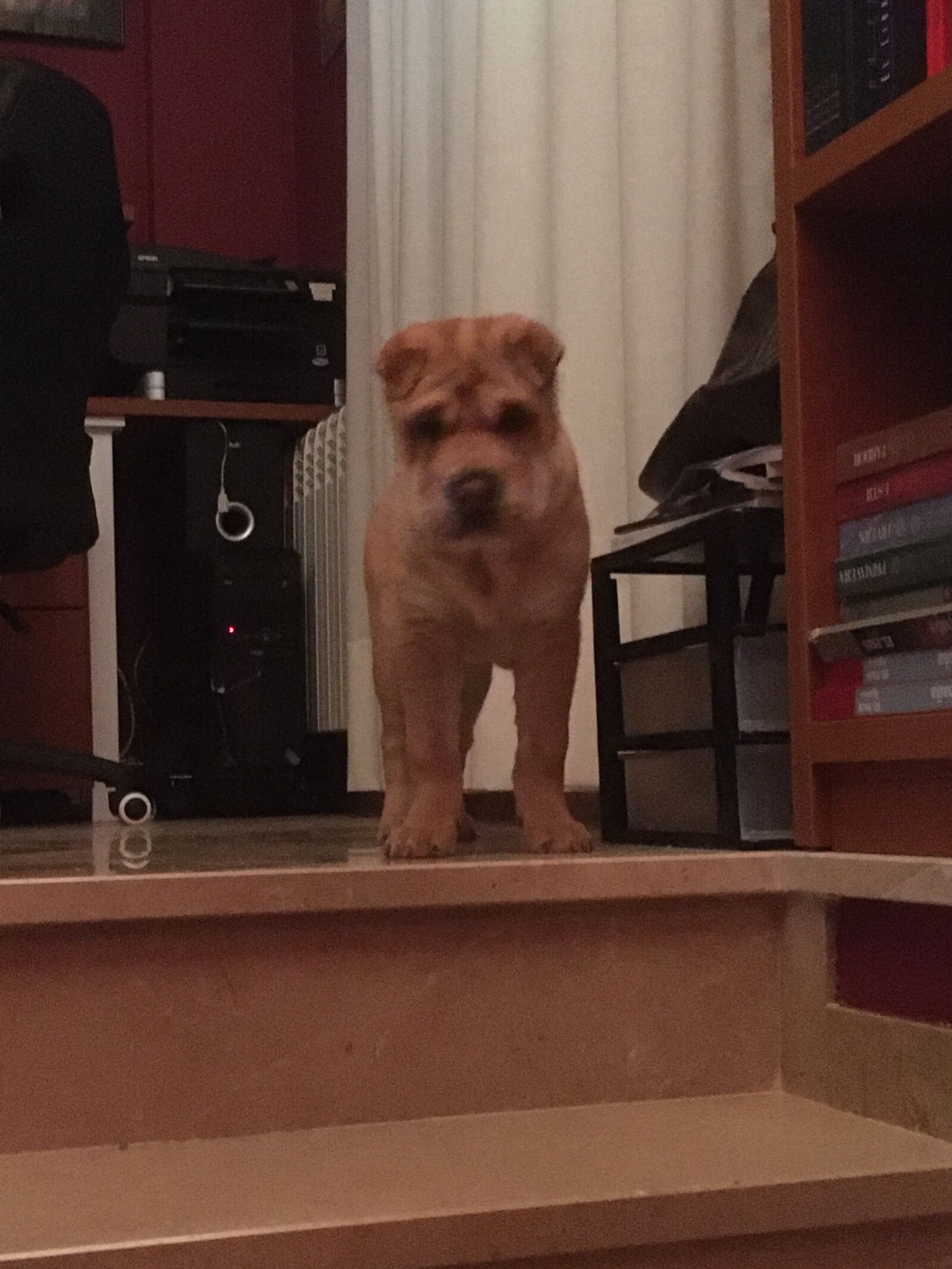 Apple iPhone 6s sample photo. Dog, sharpei, handsome tags photography