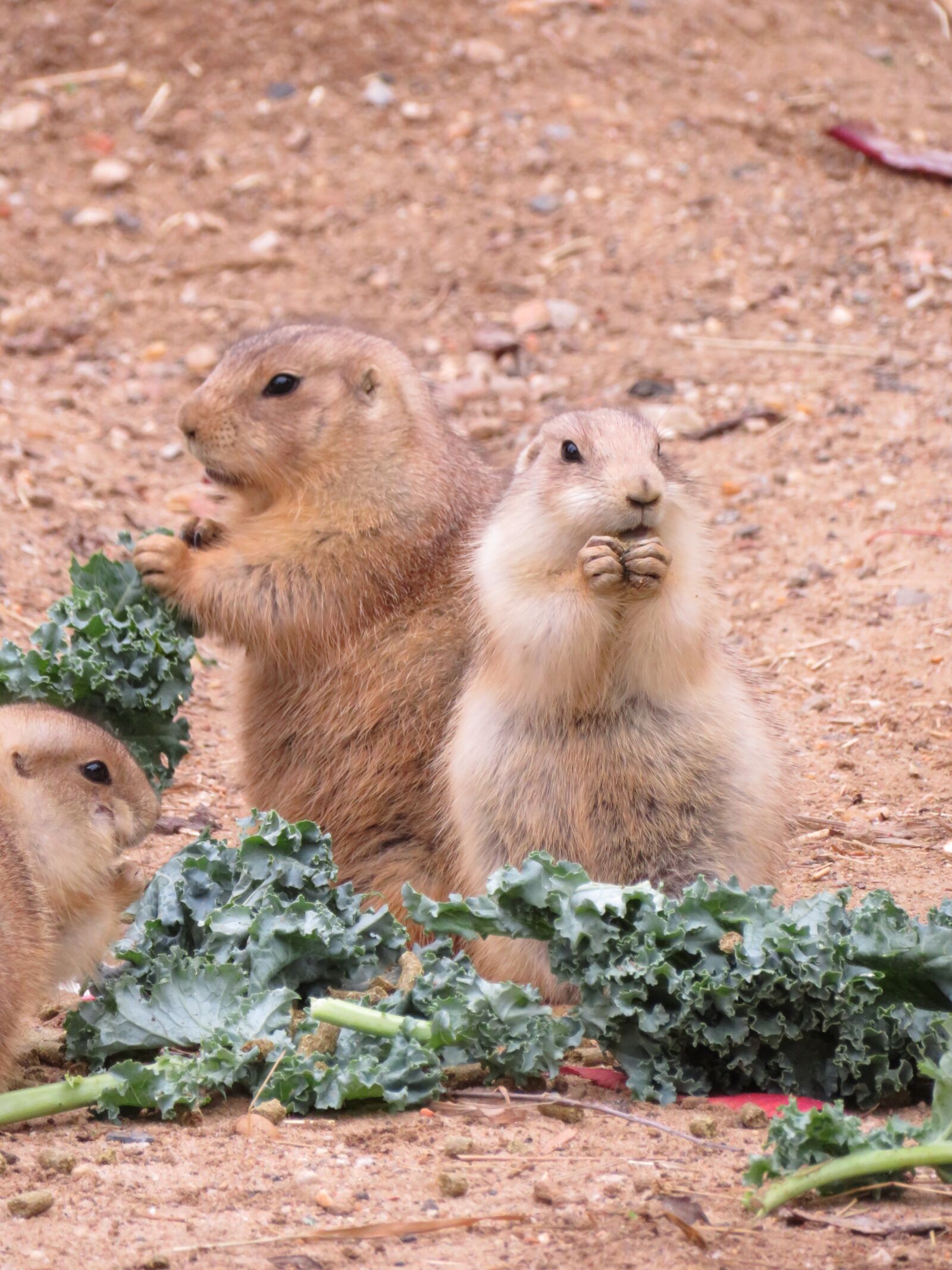 Canon PowerShot SX720 HS sample photo. Prairie dog, rodent, nature photography